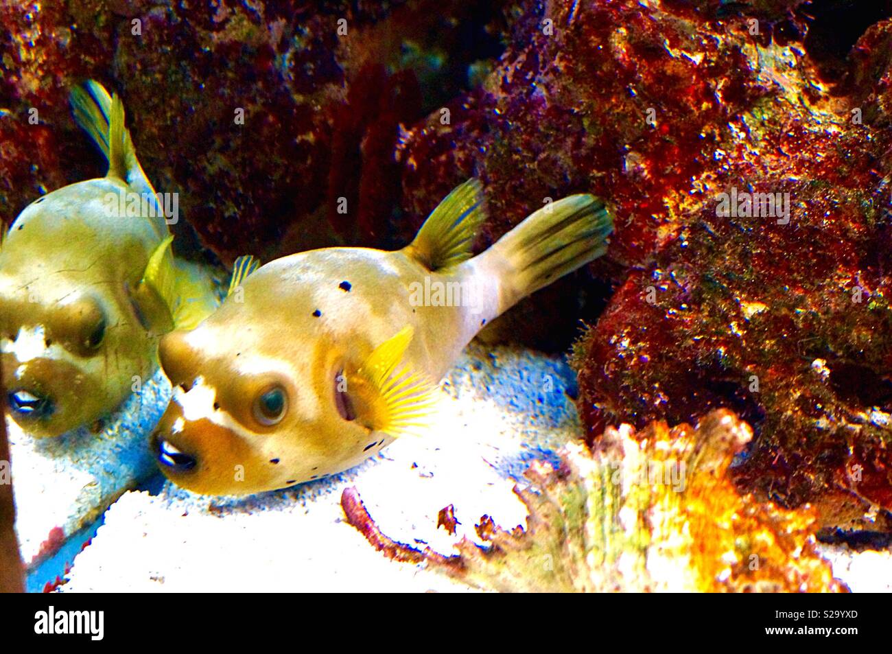 Spiegel Unterwasserwelt Stockfoto