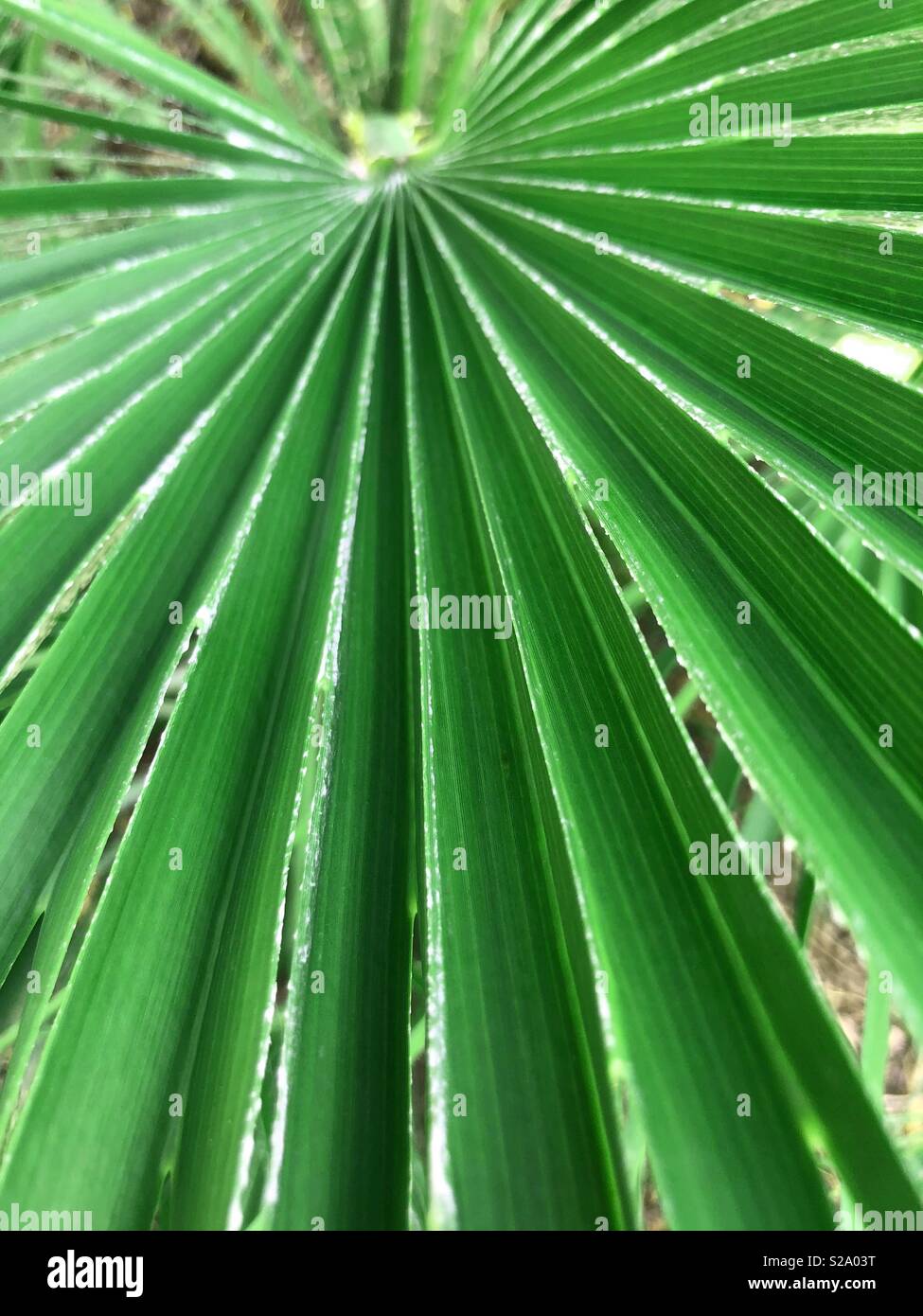 Nahaufnahme der palm leaf Stockfoto