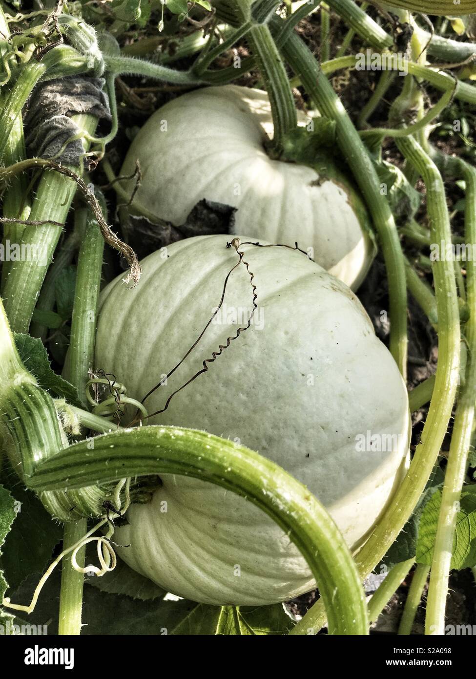 Squash wachsende Stockfoto