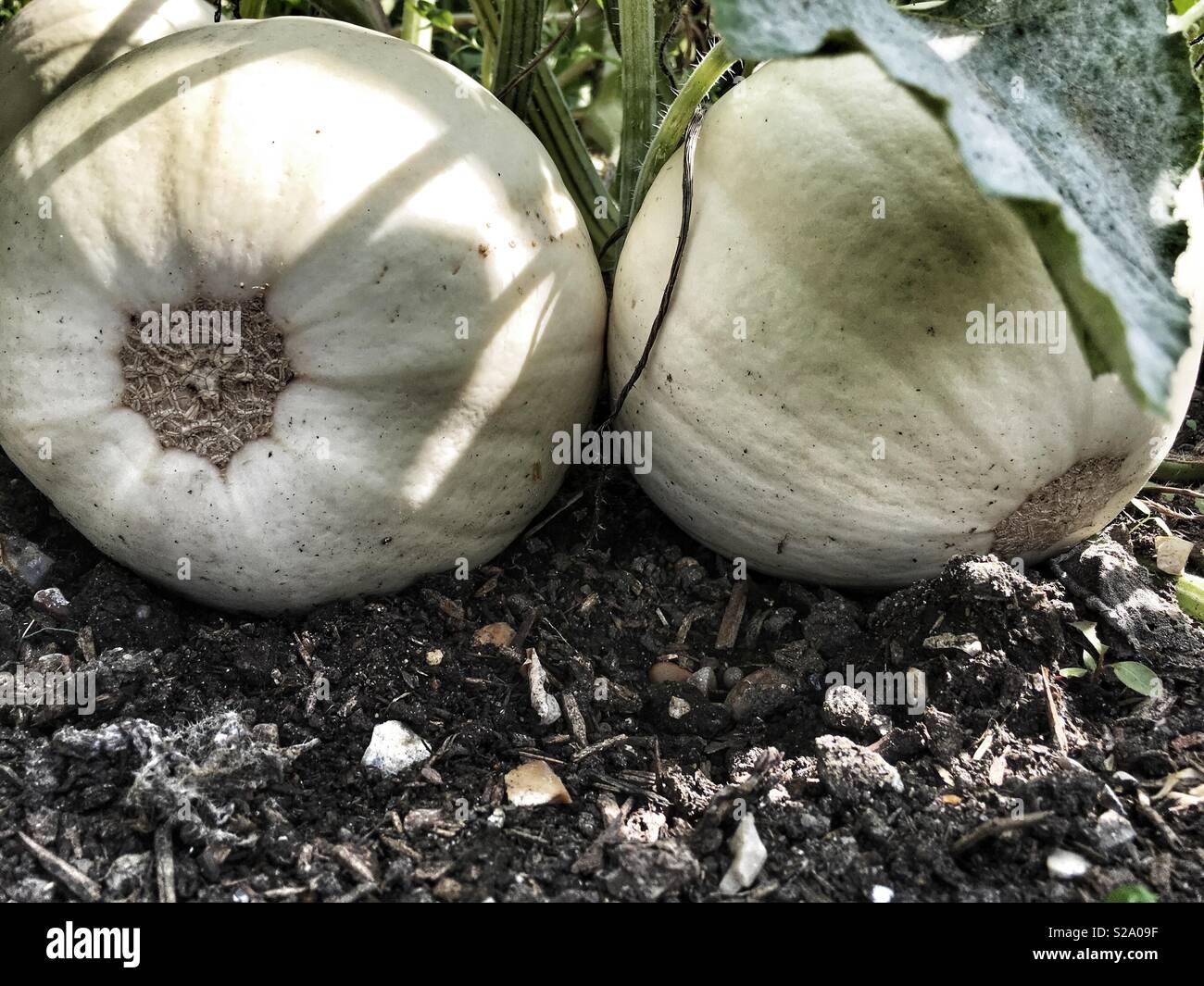 Squash in einem Gemüsegarten - Smartphone-aufgenommenes Stockfoto