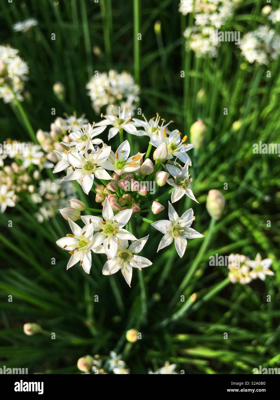 Knoblauch-Schnittlauch Stockfoto