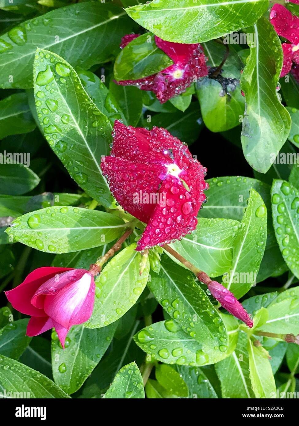 Morgentau auf Blumen Stockfoto