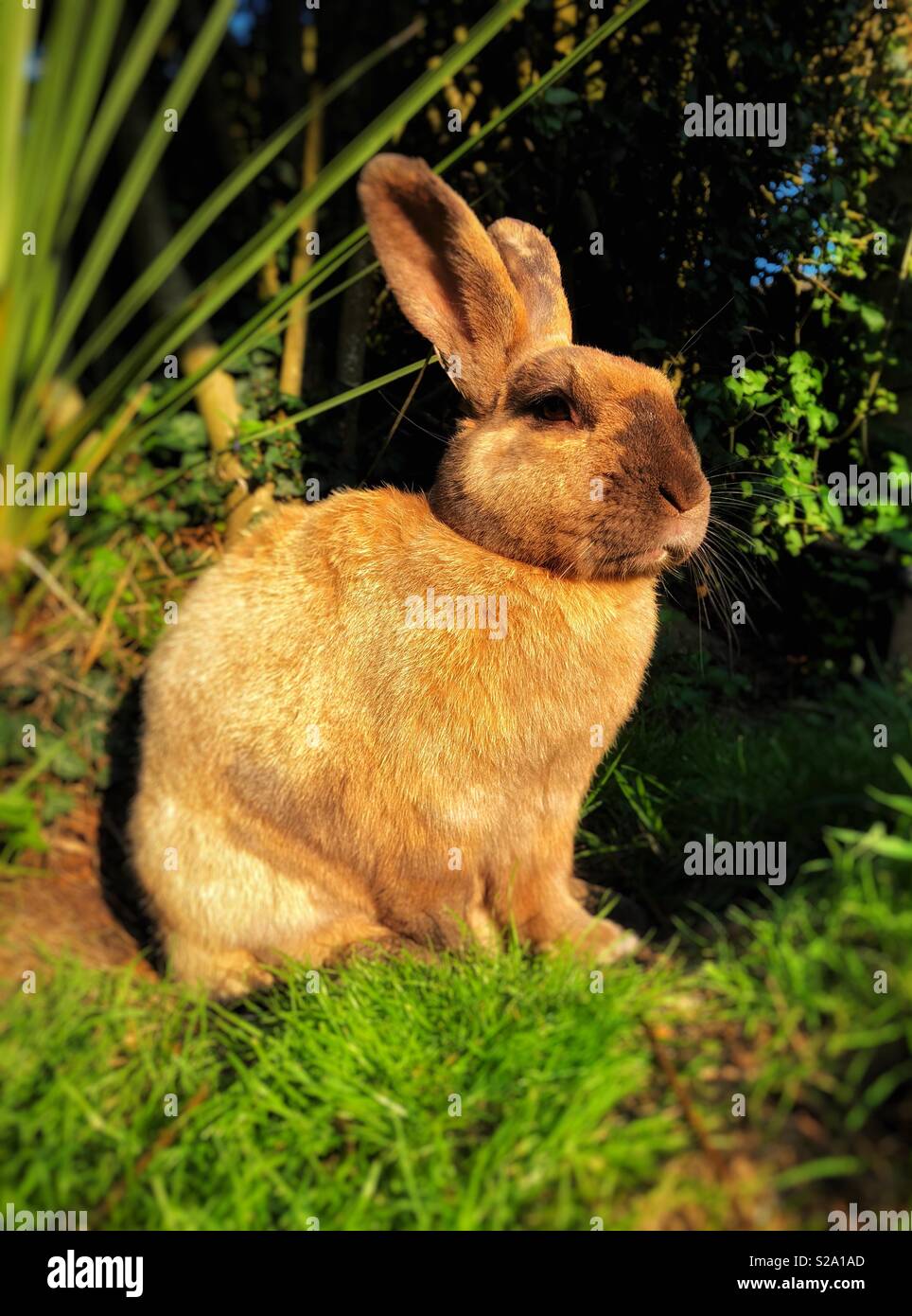Kaninchen genießen einige Sonnenschein in einem Garten. Stockfoto