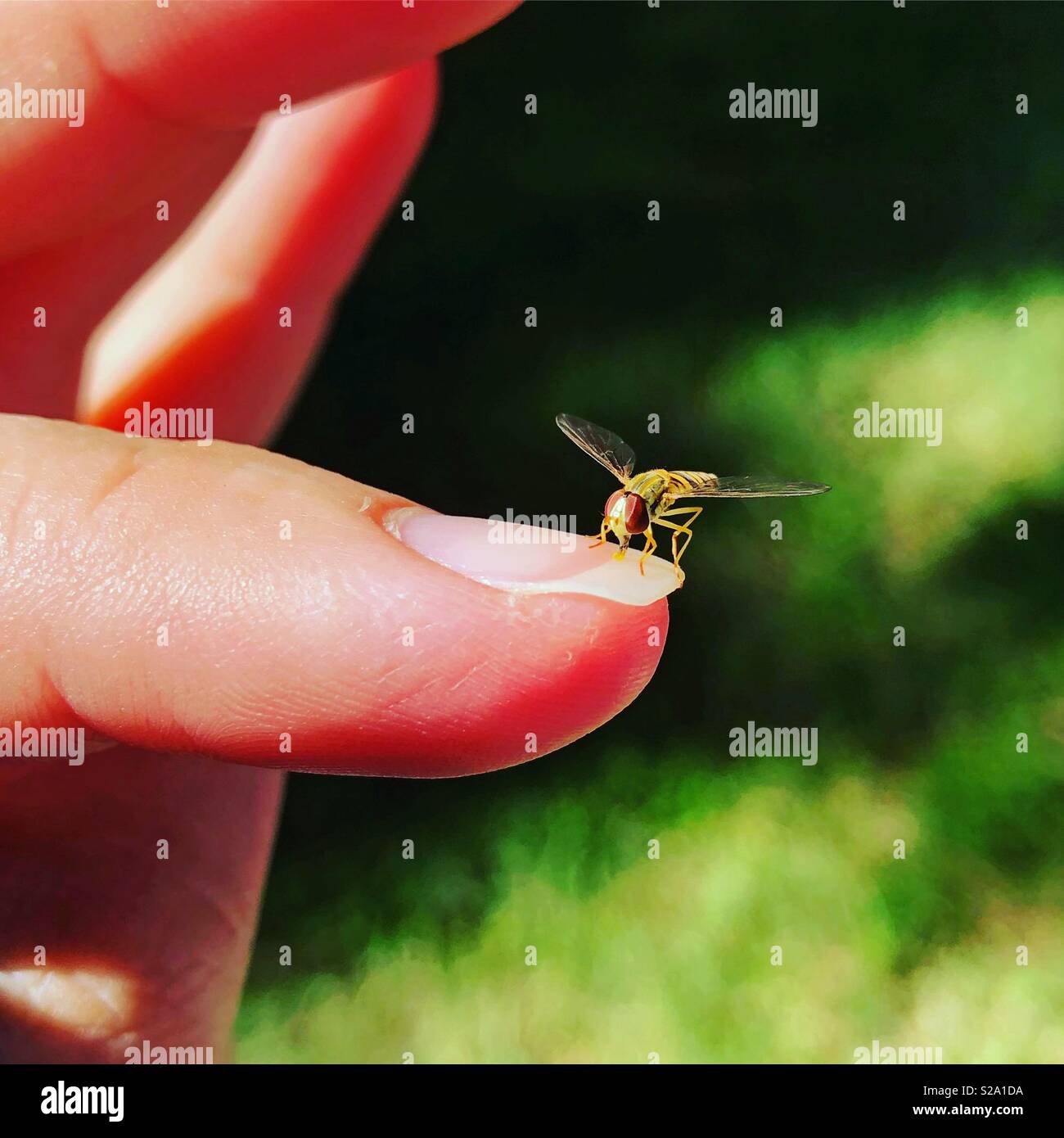 Eine schwarze und gelbe hoverfly manchmal genannt Blume fliegen oder syrphid fliegt, sitzt auf einem womans Fingernagel mit grünen kopieren. - Smartphone-aufgenommenes Stockfoto