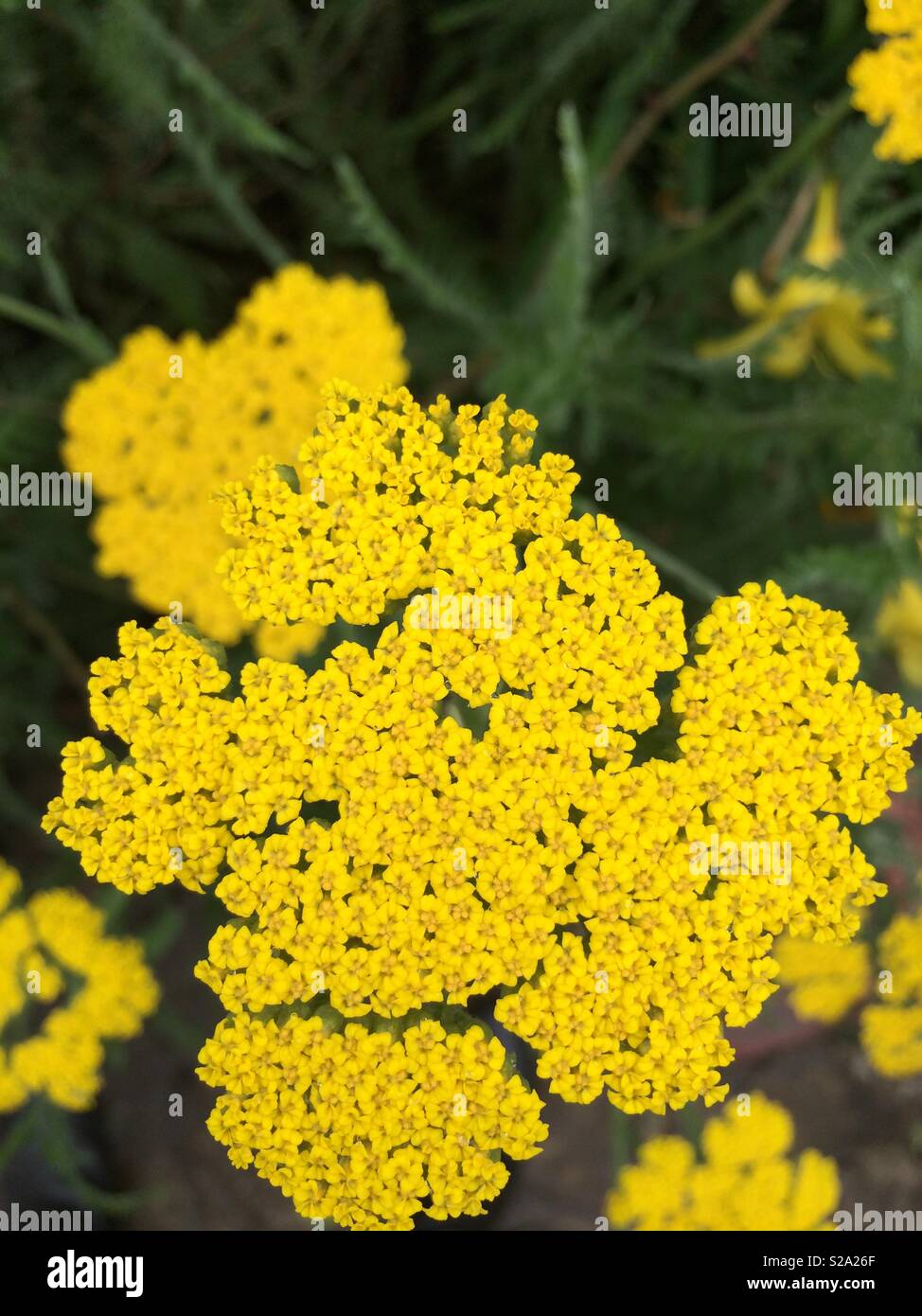 Gelbe Blüten Nahaufnahme makro Gartenarbeit im Sommer Stockfoto