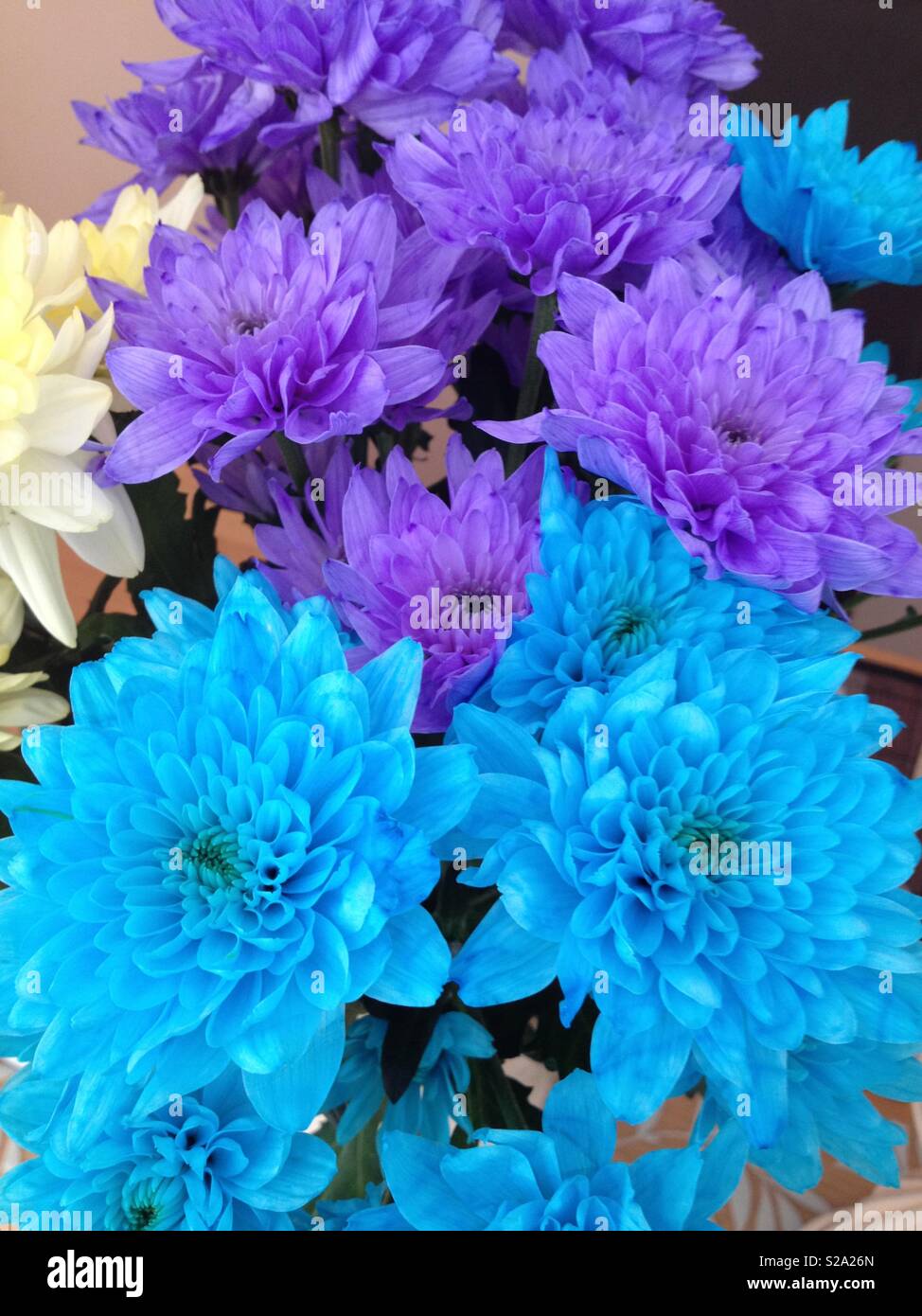 Chrysanthemen türkis blaue Blumen Blumenstrauß Lila und Gelb Stockfoto