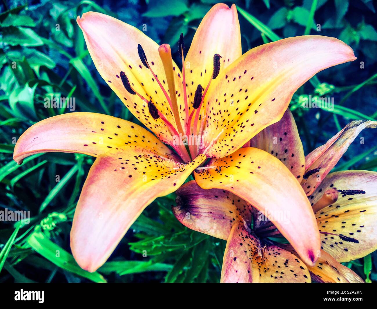 Schöne gelbe Aprikose Lilie mit grünem Hintergrund Stockfoto