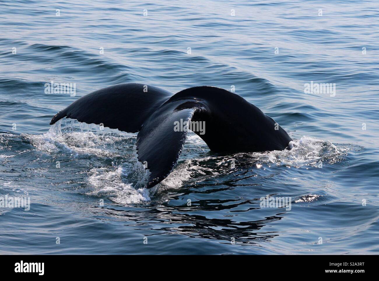 Humpback Whale Tail Stockfoto