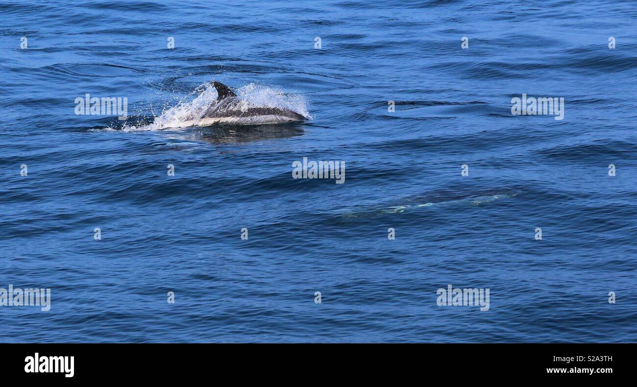Tauchen Dolphin Stockfoto