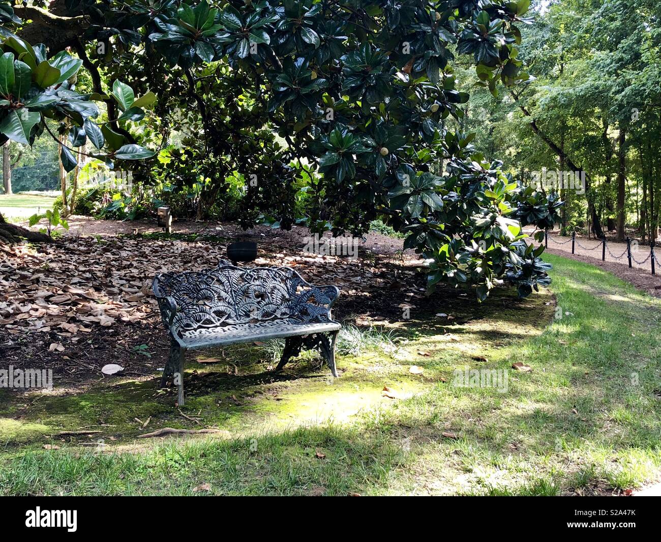 Schmiedeeisen Sitzbank und Vogelbad im Schatten einer Magnolie Stockfoto
