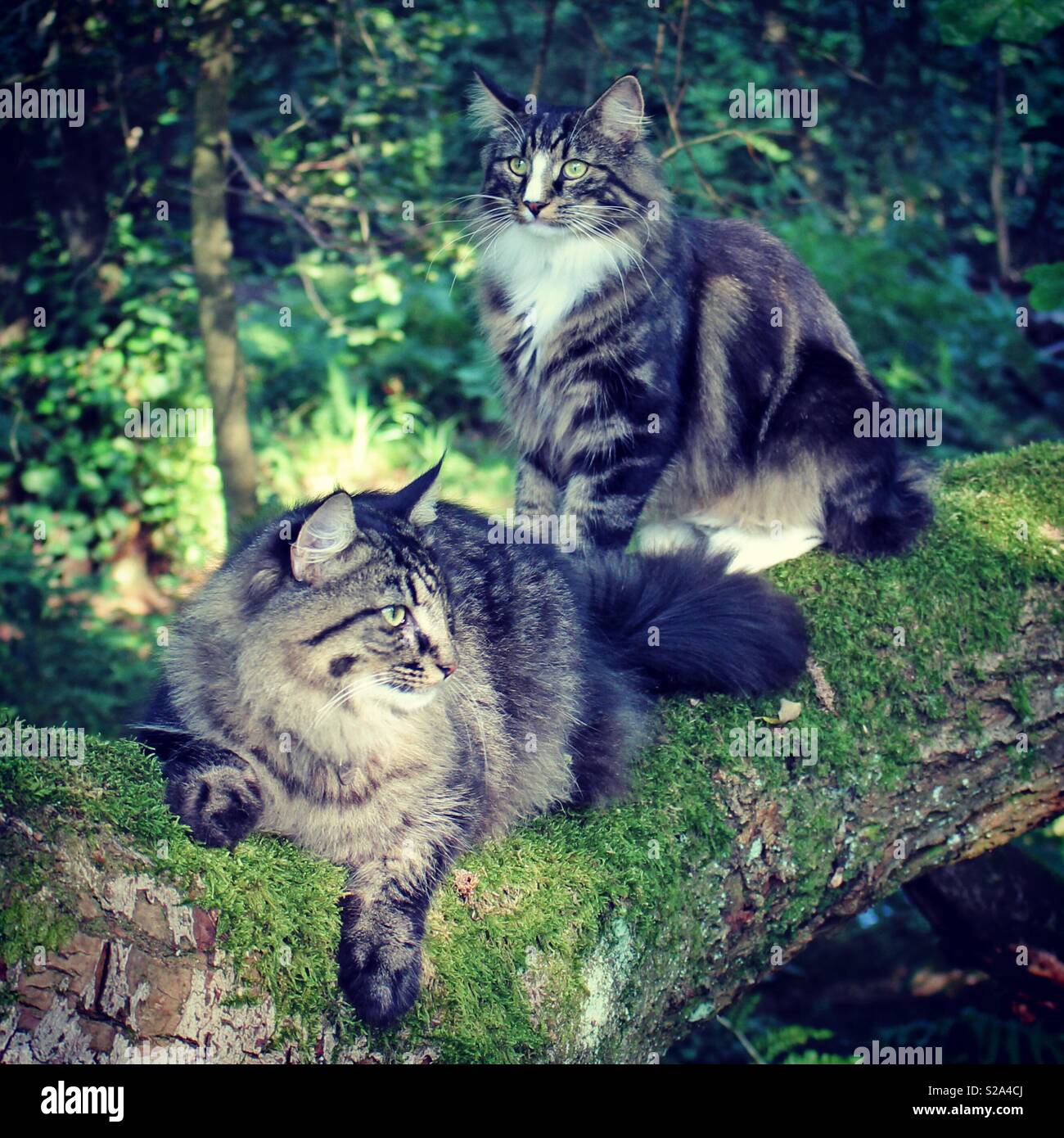 Norwegische Waldkatzen auf dem Blick heraus in den Wäldern Stockfoto