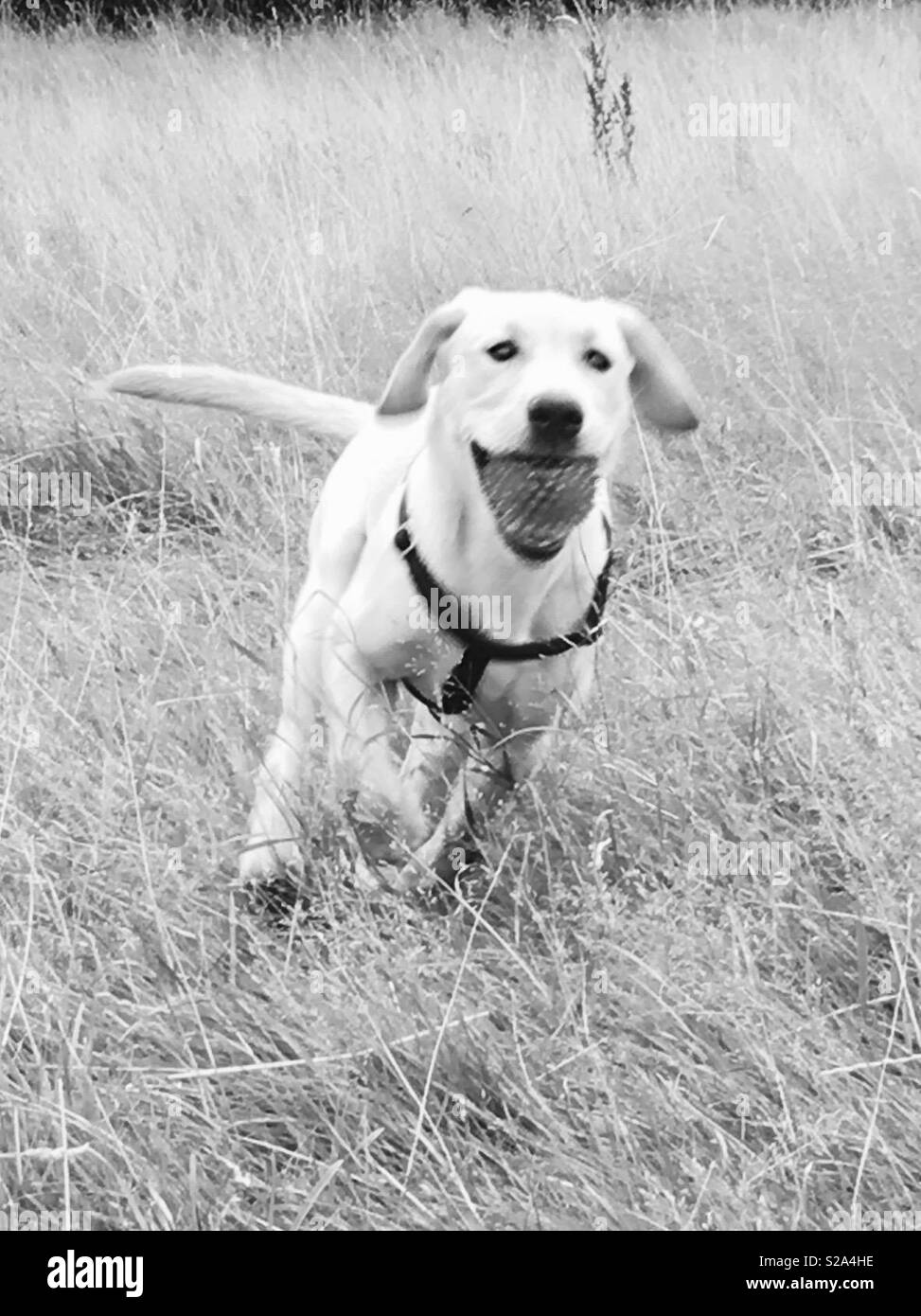 Labrador Jagd Stockfoto