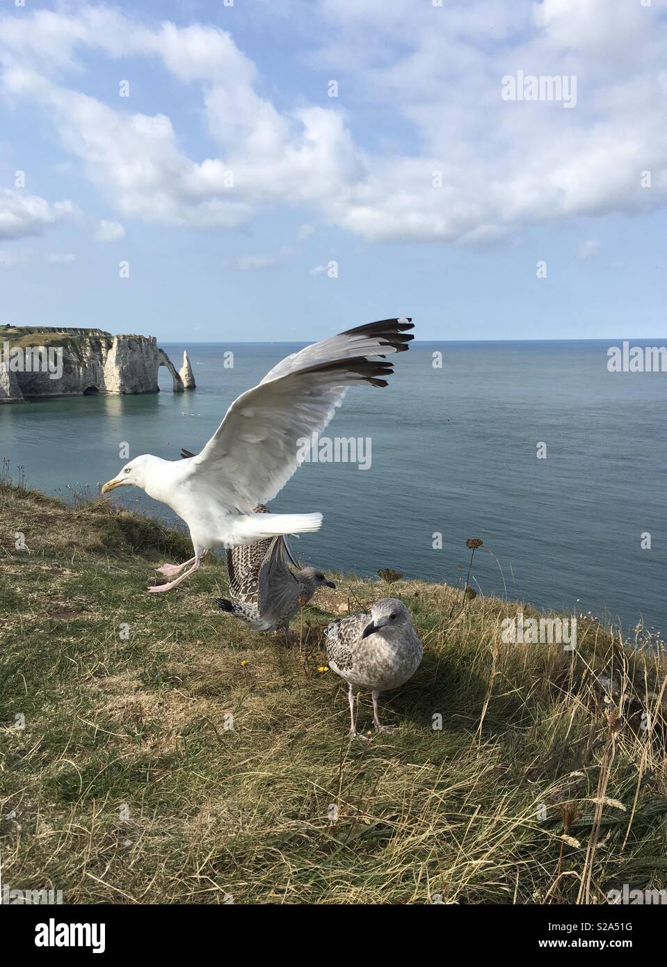 Drei Möwen auf den weißen Klippen von Etretat Normandie Frankreich Stockfoto