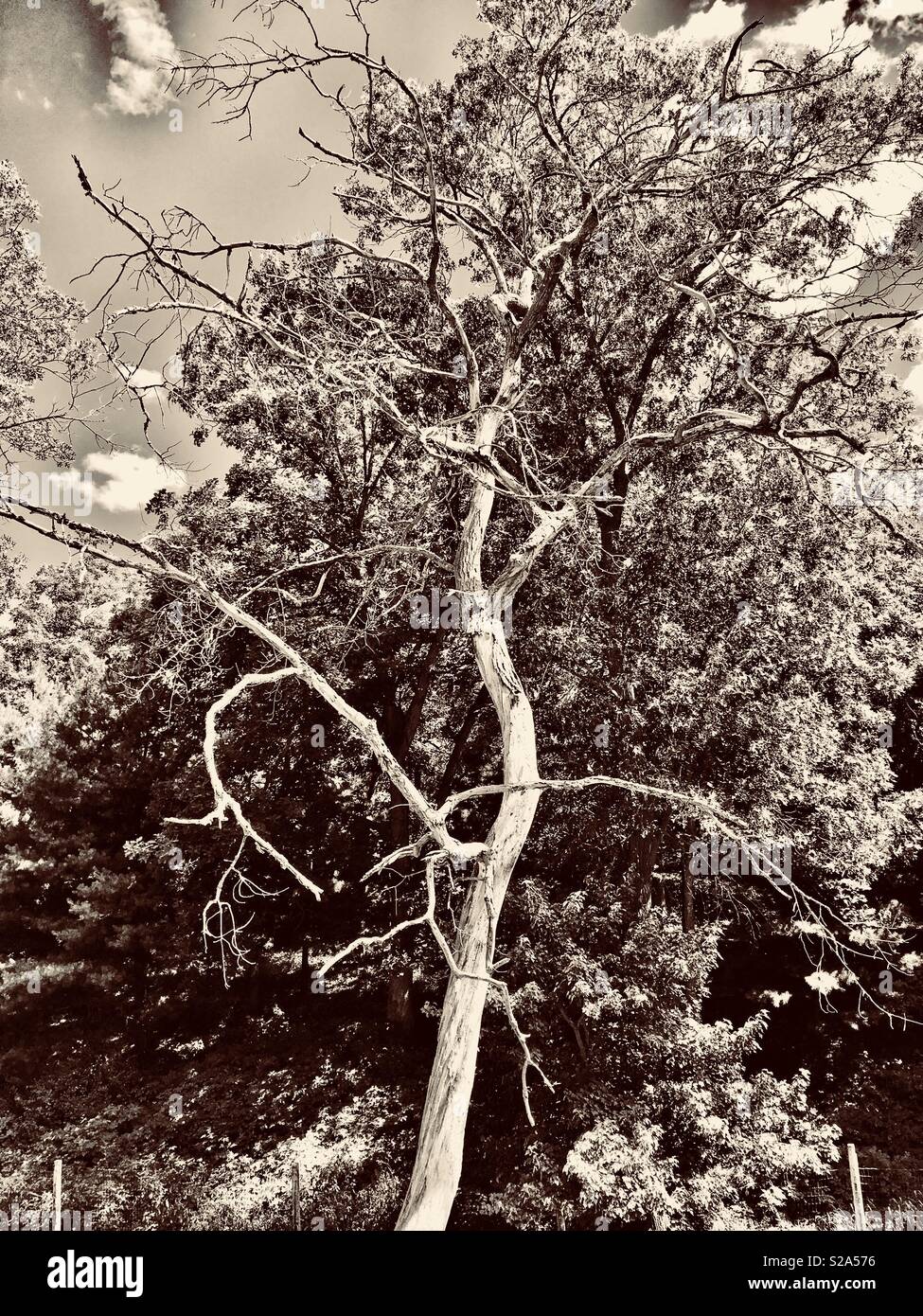 Gruselige Baum in Sepia Stockfoto