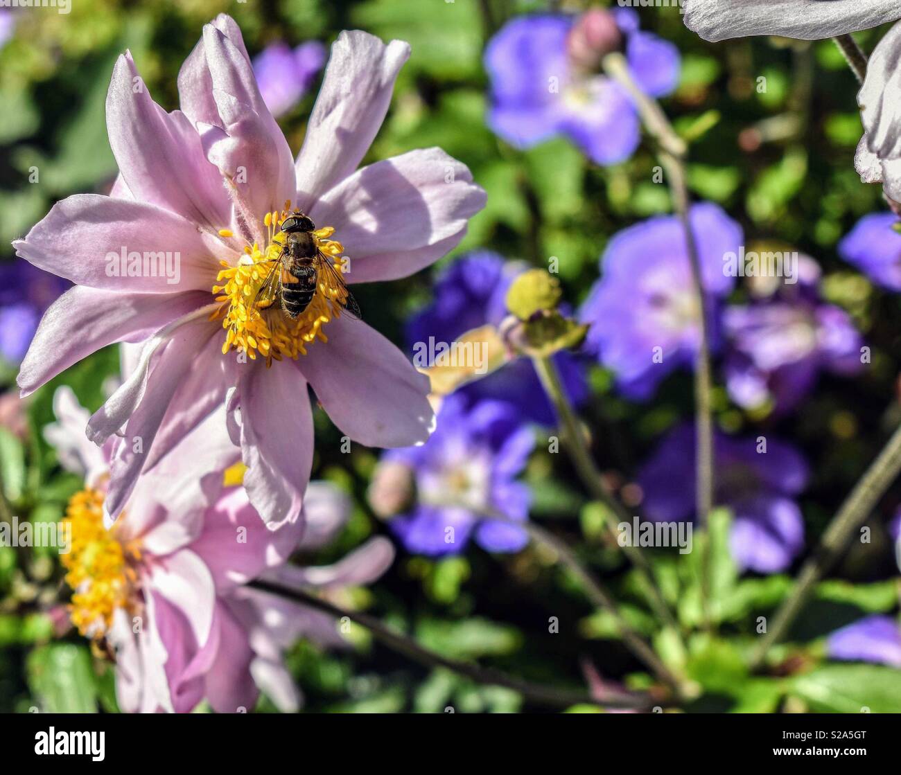 Bienen bei der Arbeit Stockfoto