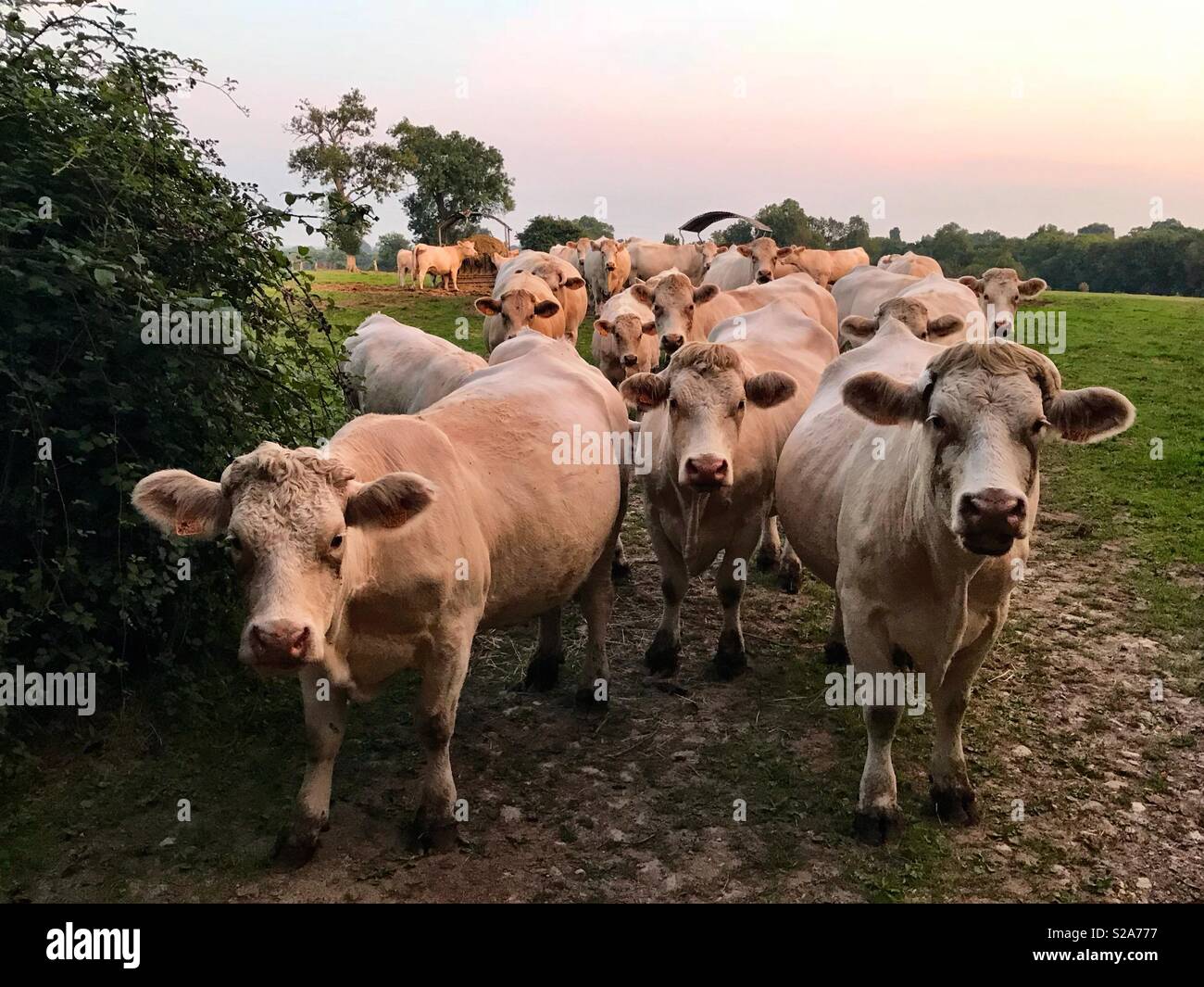 Eine Gruppe von neugierigen Rindern. - Smartphone-aufgenommenes Stockfoto