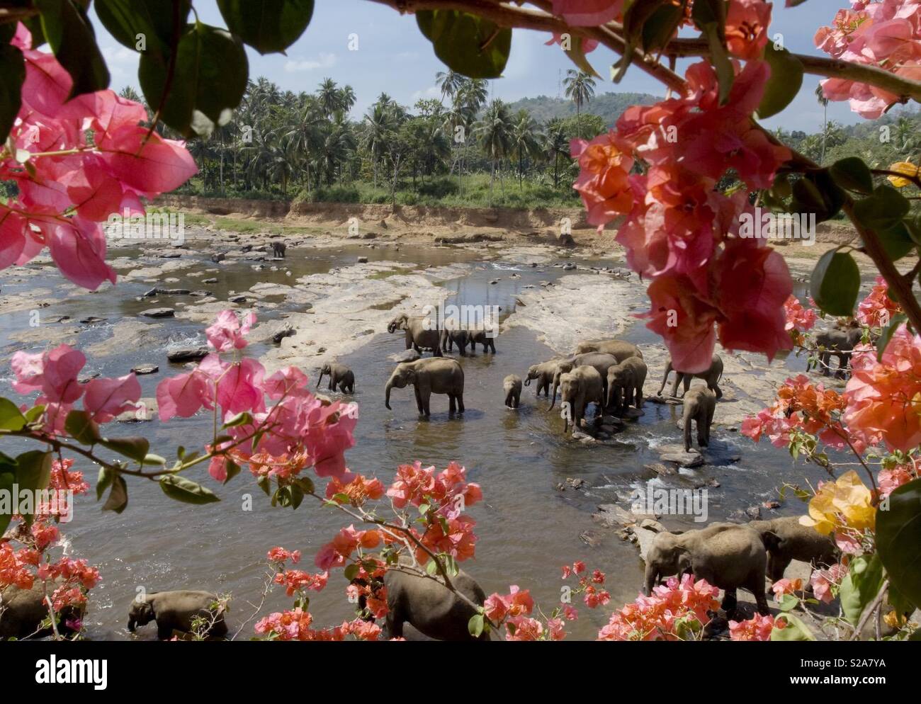 Eine Herde Elefanten Abkühlung der Fluss am Pinnawala Elefanten Waisenhaus Sri Lanka Stockfoto