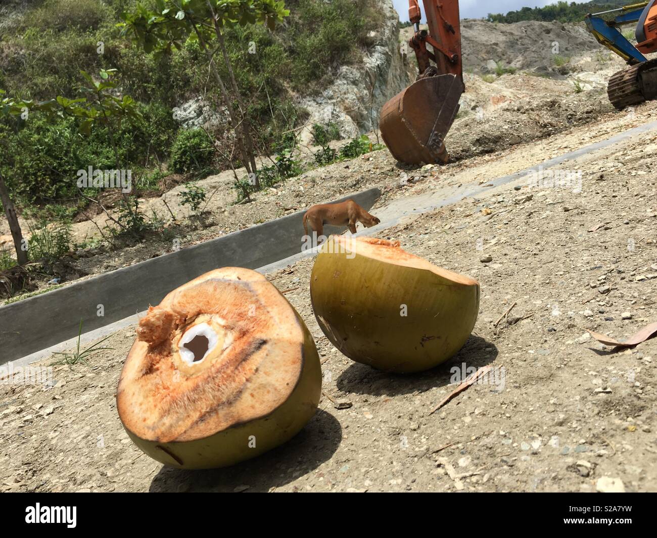 Zwei geöffnet Kokosnüsse, einen Hund und eine schwere Maschinen - Smartphone-aufgenommenes Stockfoto