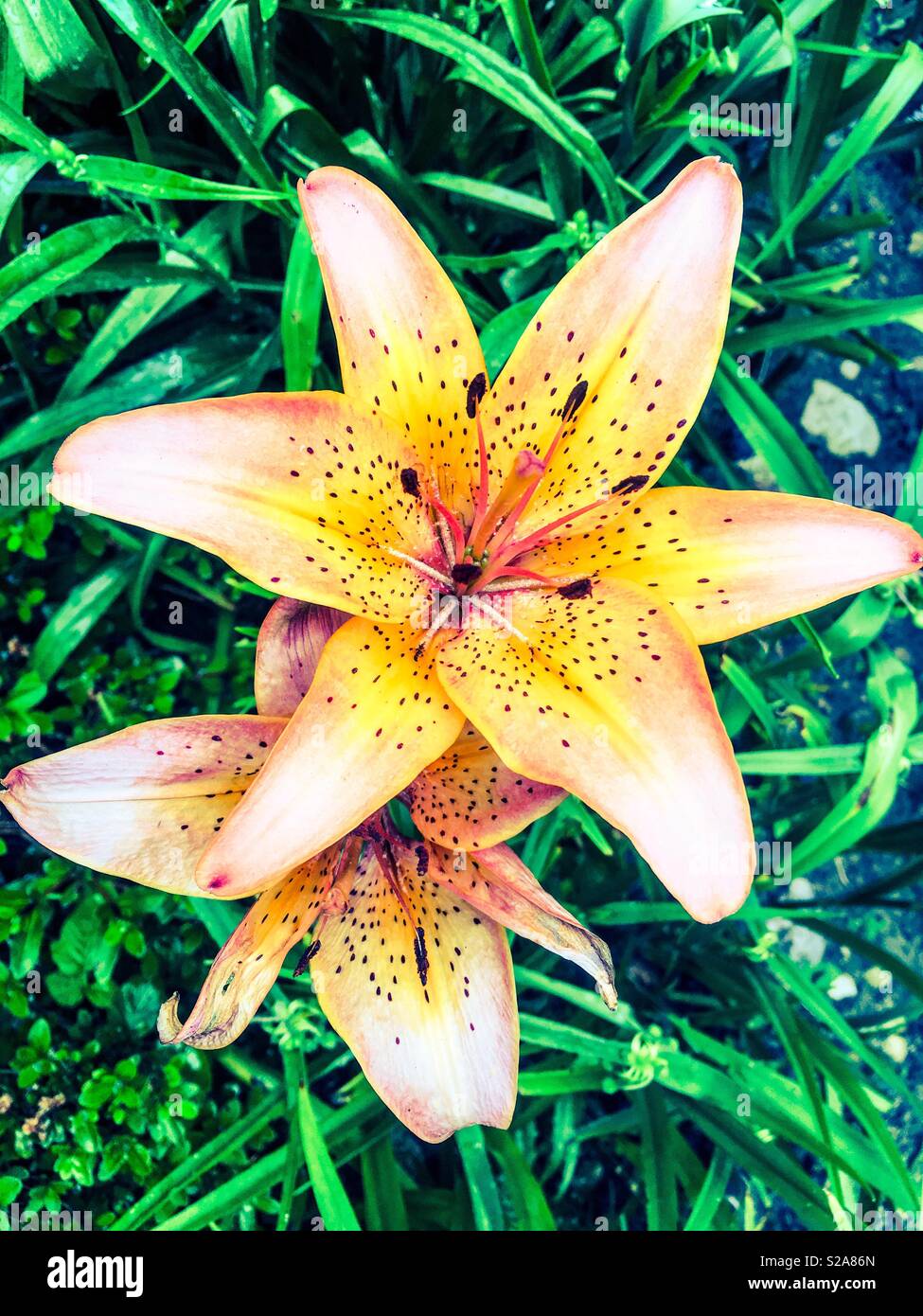 Schöne Lilie im grünen Garten Stockfoto