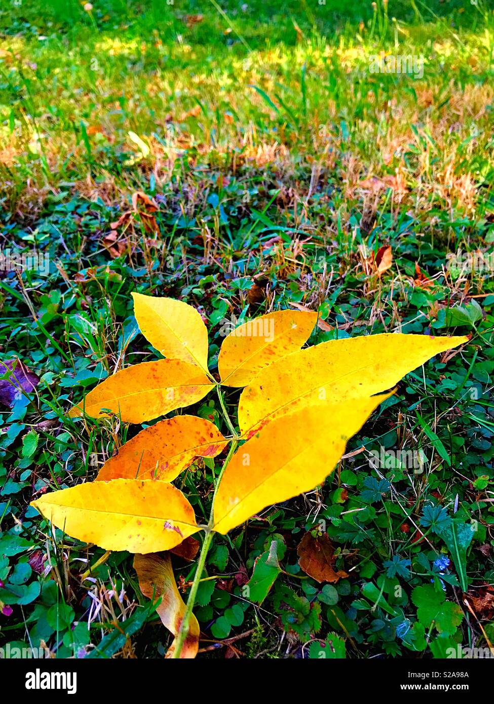 Herbst palette Stockfoto