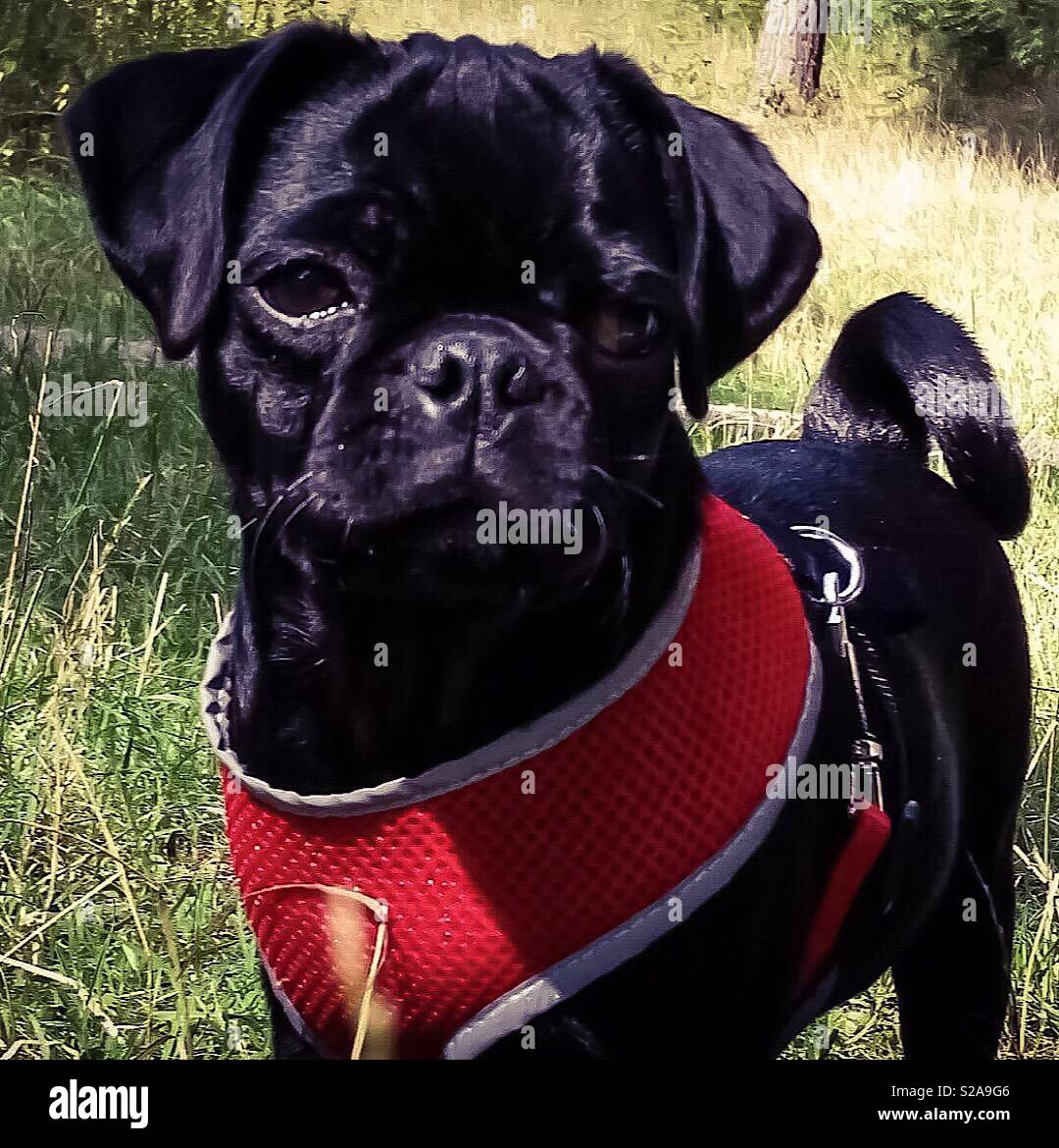 Dave der Mops bei einem Spaziergang im Wald Stockfoto