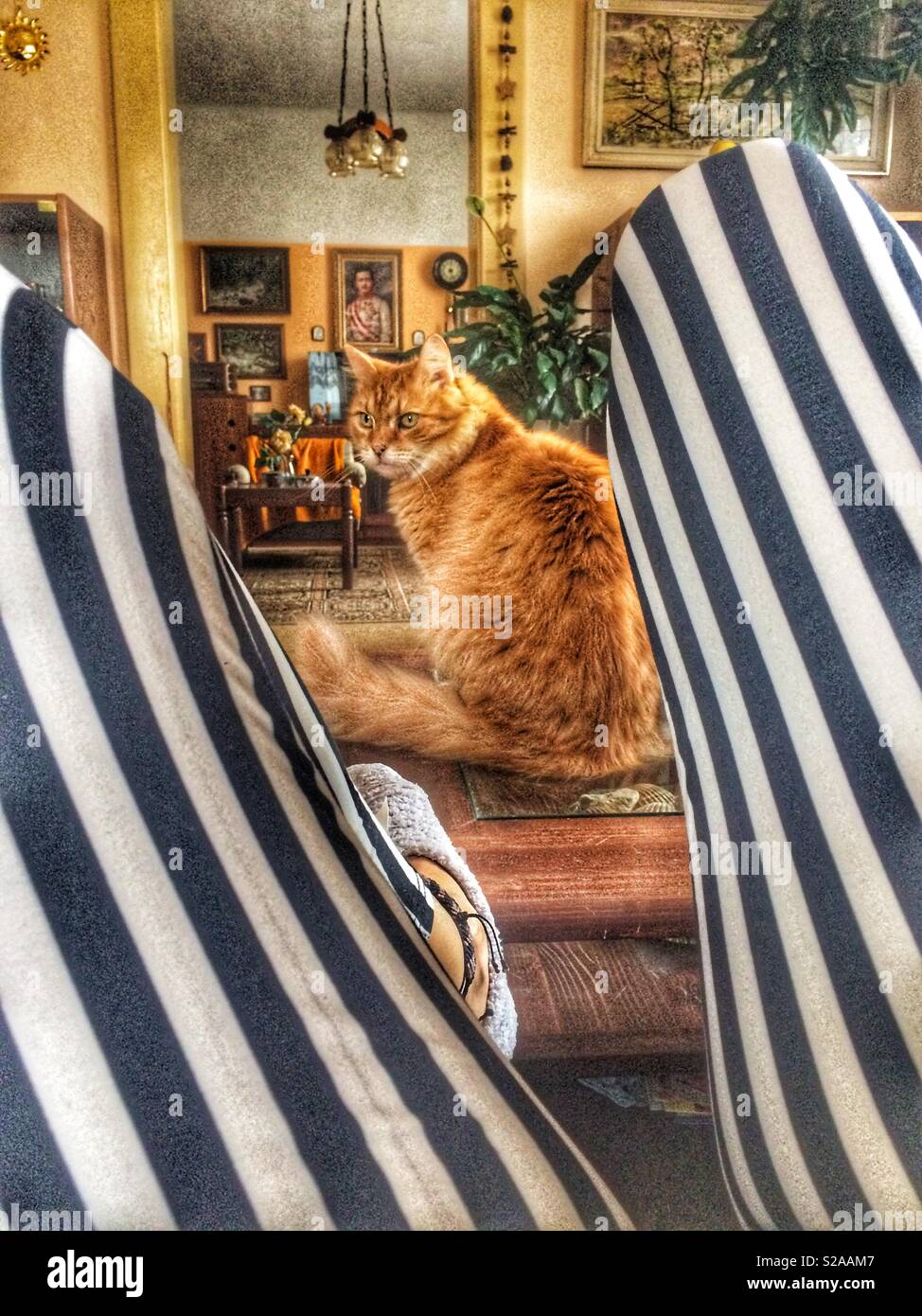 rote haare katze zwischen selfie beine