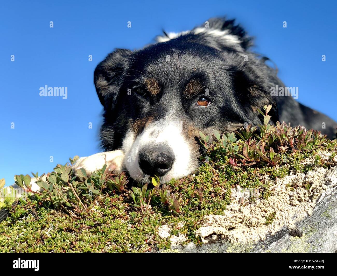 Entspannter Hund Stockfoto