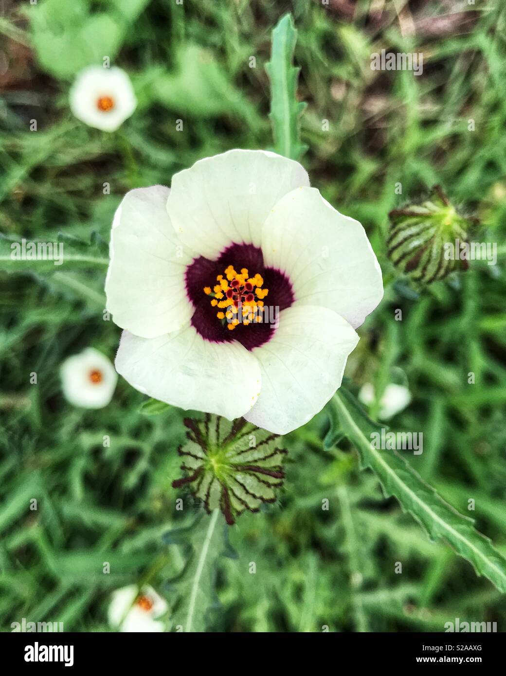 Weisse Blume Mit Dunkler Mitte Stockfotos Und Bilder Kaufen Alamy
