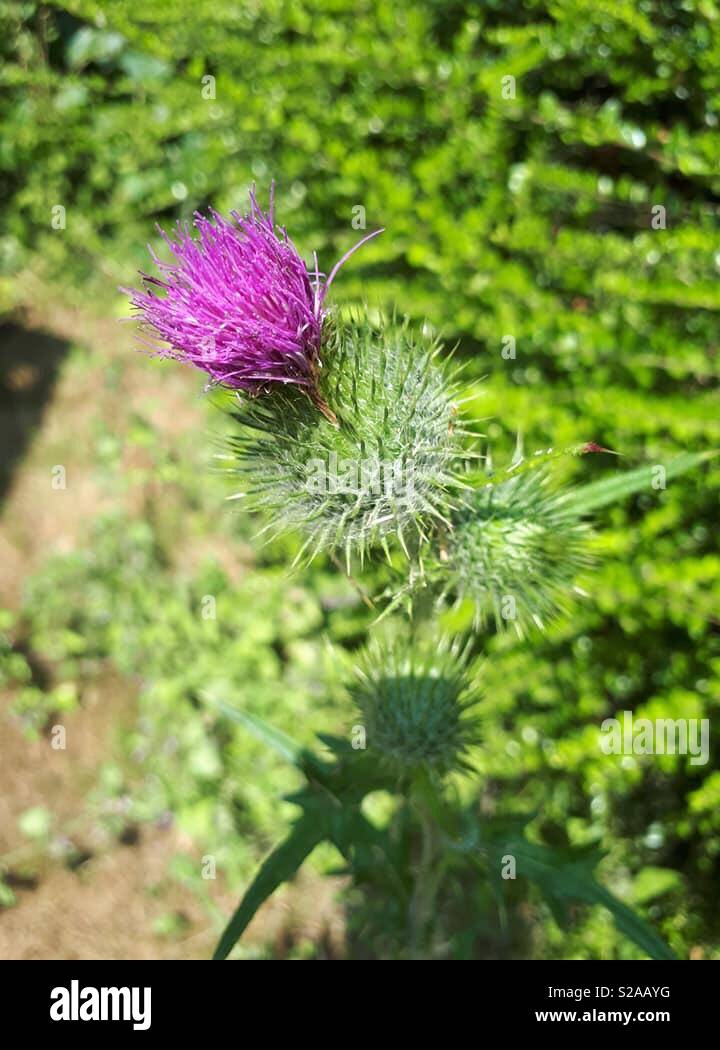 Thistle scottish Fotos und Bildmaterial in hoher Auflösung Alamy