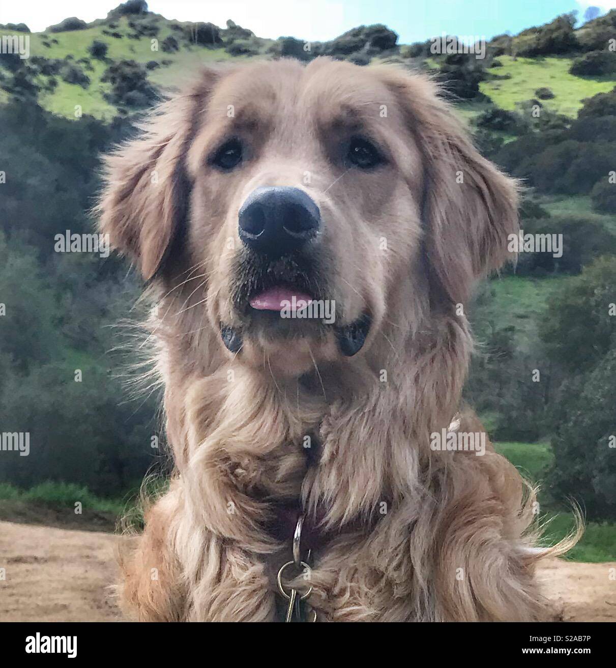 Golden Retriever in grünen Hügeln Stockfoto