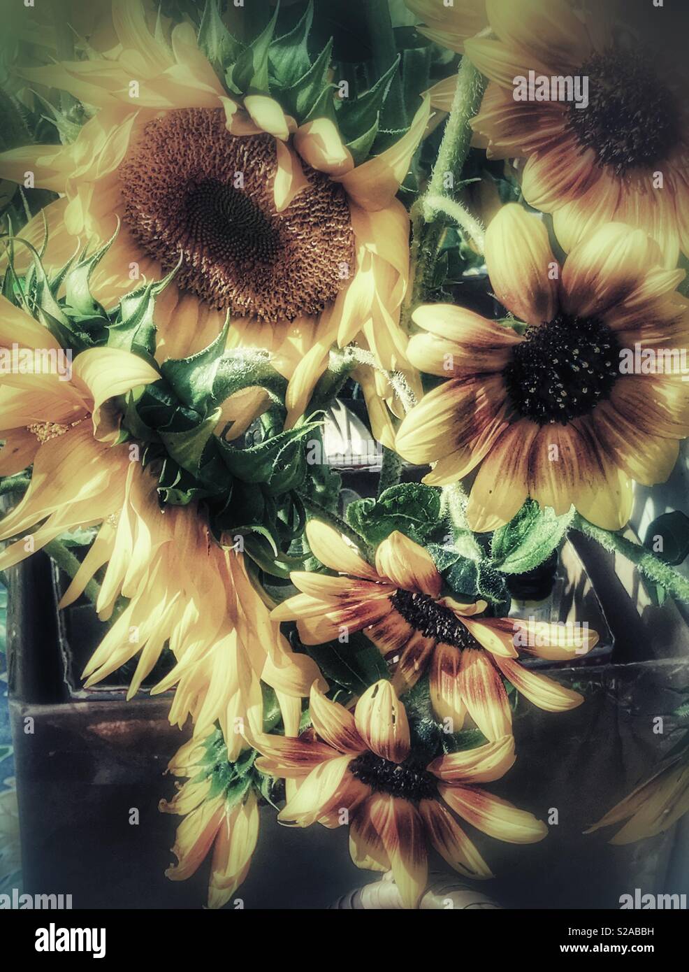 Sonnenblumen auf einem Bauernmarkt - Smartphone-aufgenommenes Stockfoto
