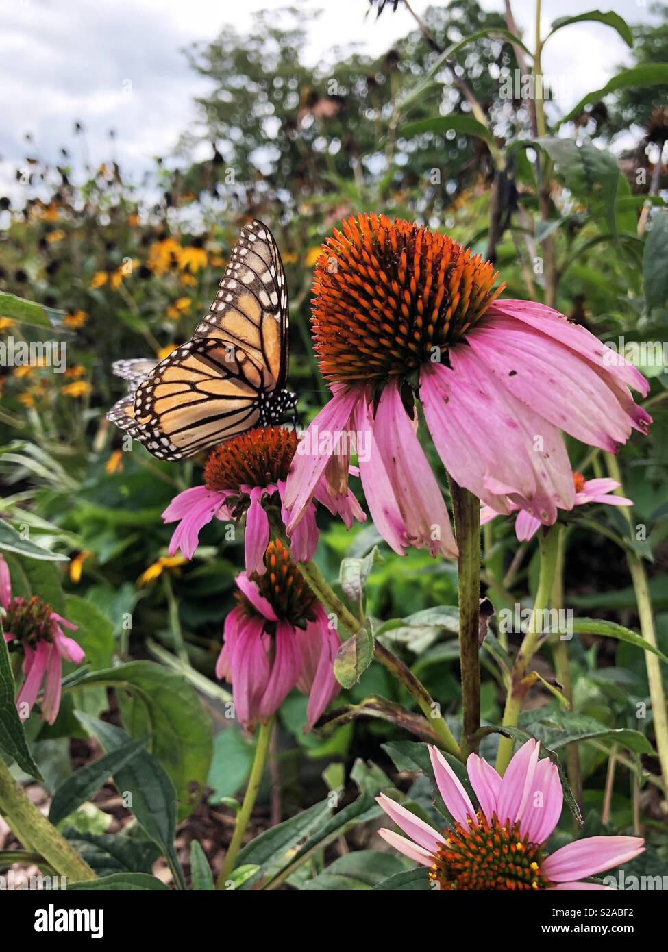 Orange und Schwarz Monarch butterfly on a Fading pink Coneflower in einem Sommer Blumengarten. Stockfoto