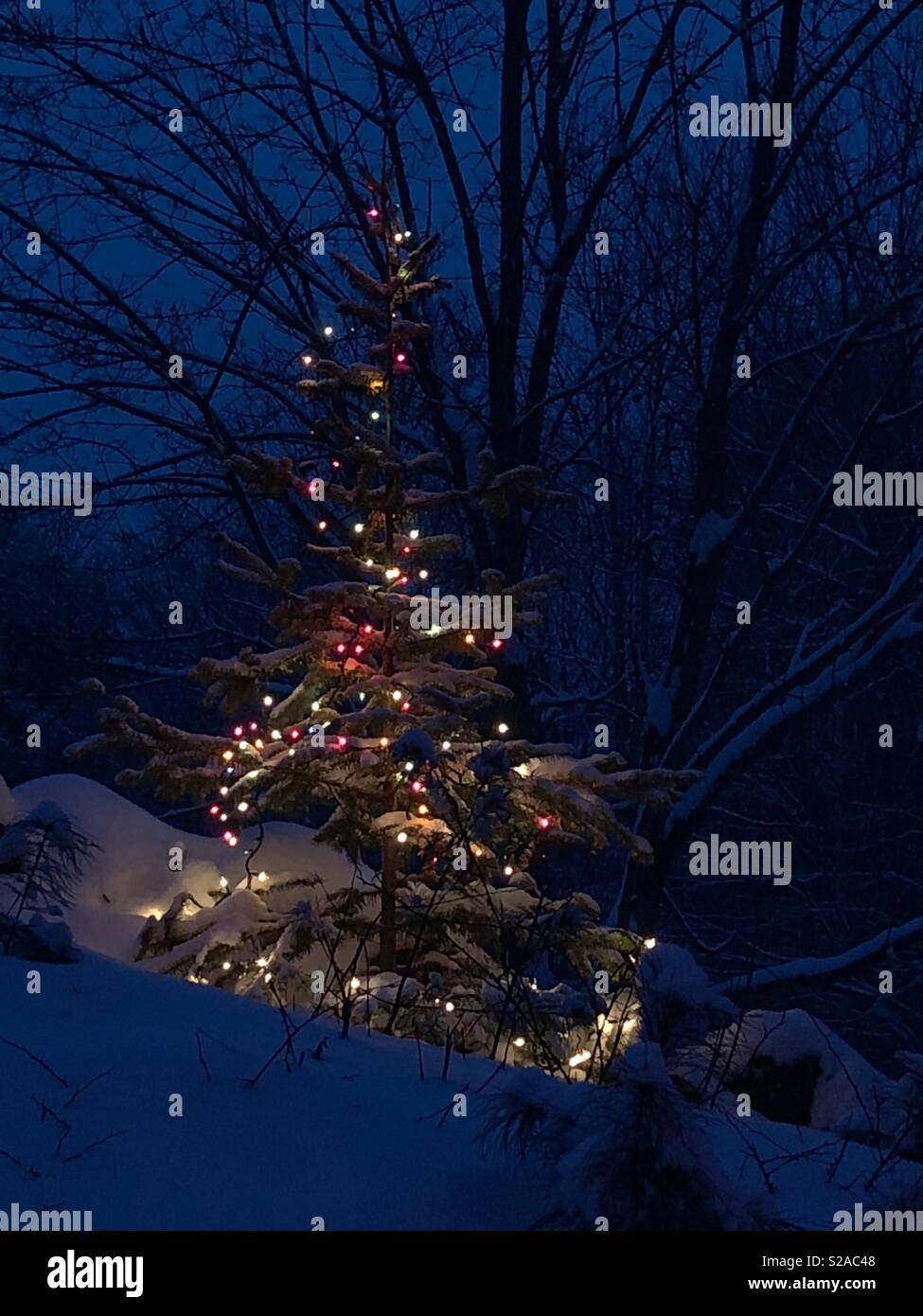 Outdoor Weihnachtsbaum mit bunten Lichtern geschmückt und mit Schnee bedeckt. Am Abend in der Dämmerung fotografiert. - Smartphone-aufgenommenes Stockfoto