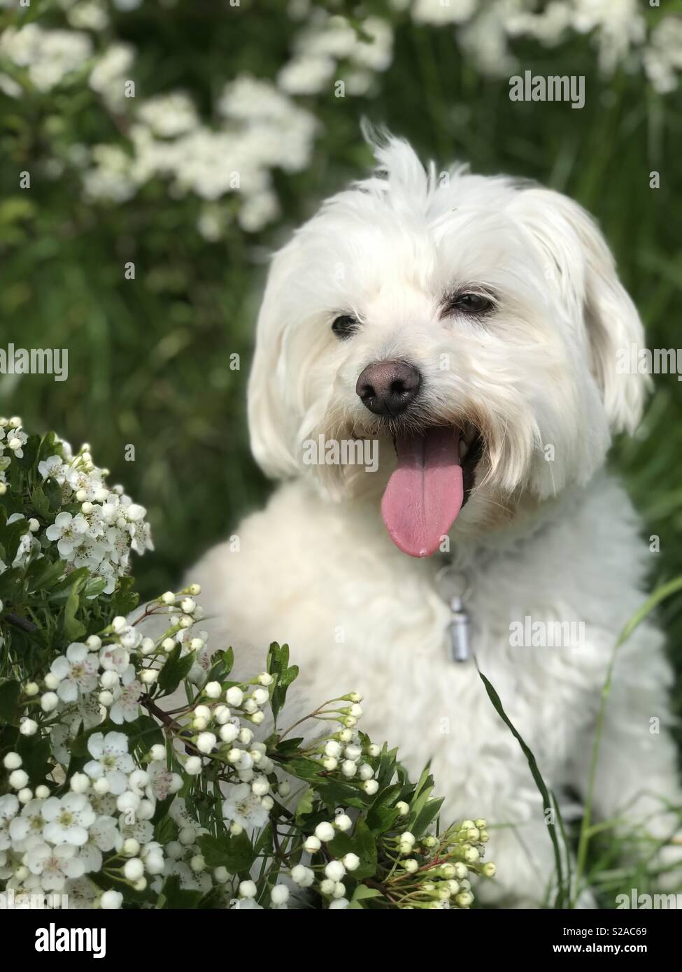 Glücklich, keuchend, flauschigen weißen Hund in der Sonne, mit Blumen Stockfoto