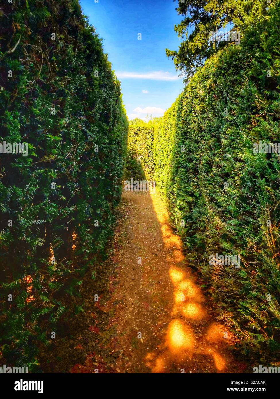 Zu Fuß durch ein Labyrinth von immergrünen Tannen - Smartphone-aufgenommenes Stockfoto