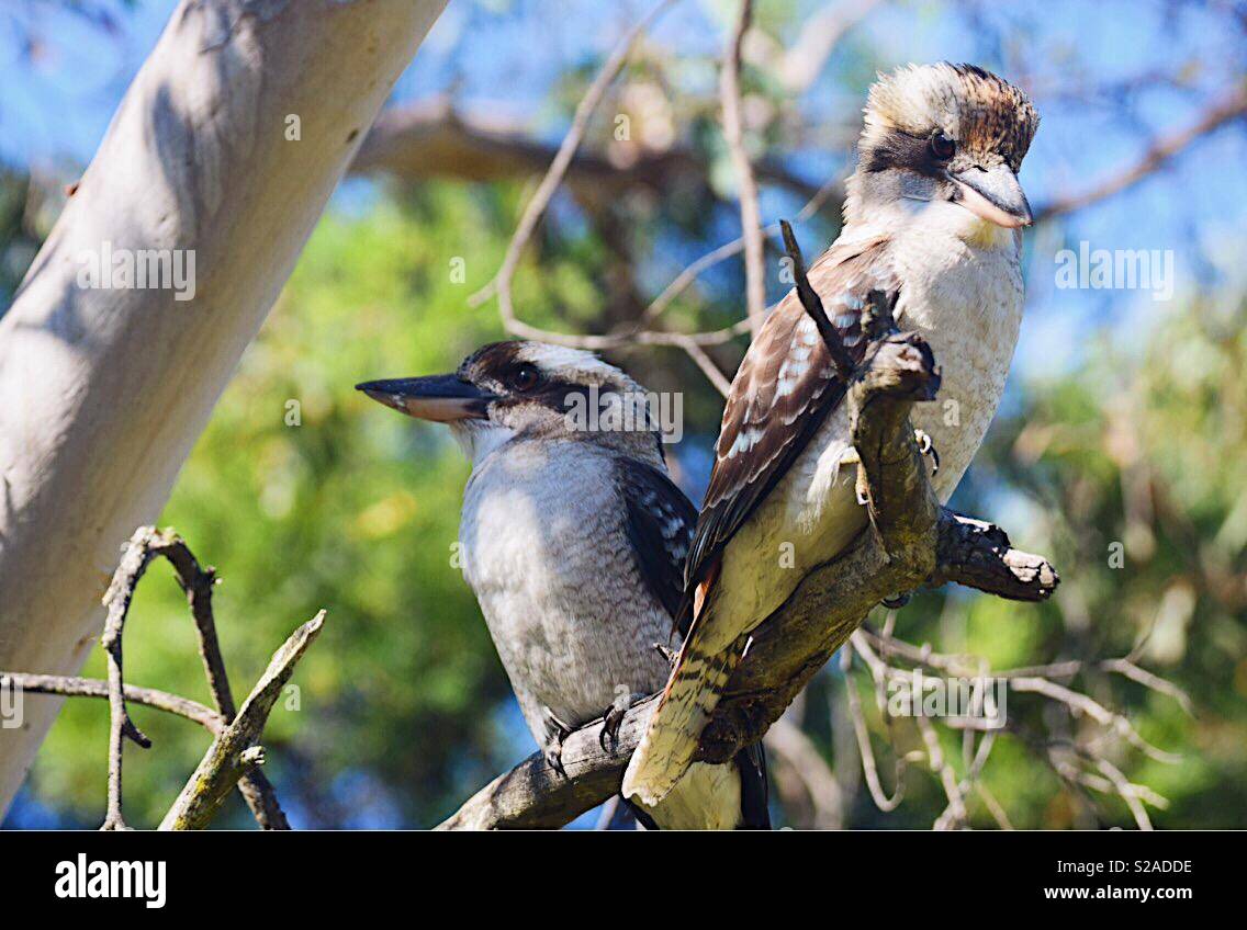 Zwei einheimische australische lachende Kookaburras thront auf einem Baum Stockfoto
