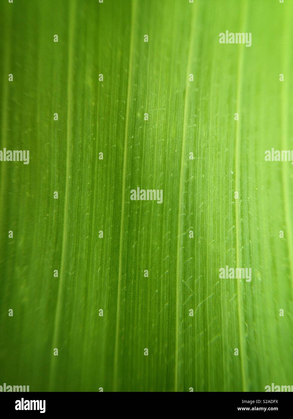 Grünes Blatt-Textur - Smartphone-aufgenommenes Stockfoto