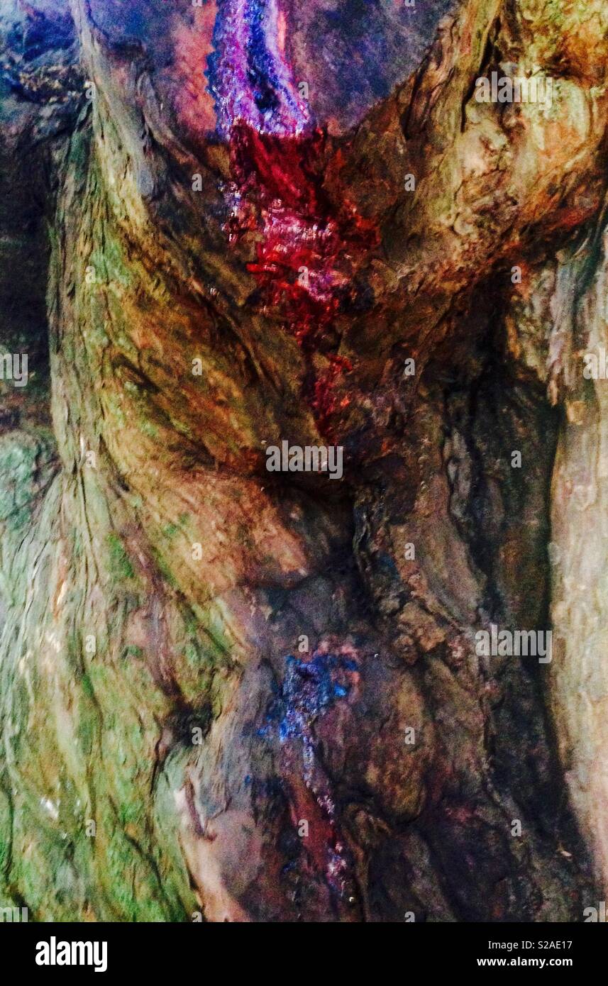 Nahaufnahme von roten Eibe sap - eine blutende Baum. Stockfoto