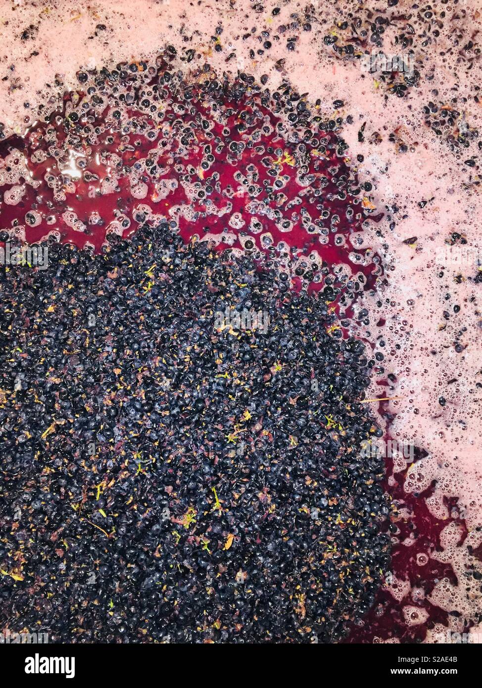 Geerntet Pinot Noir Trauben bereit für die Crush Stockfoto