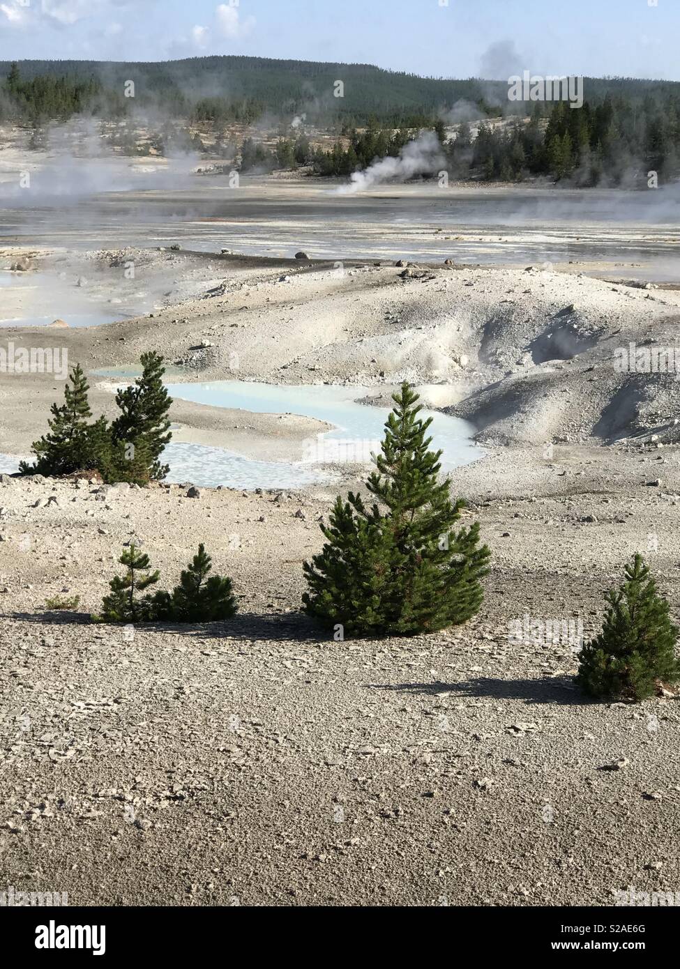 Norris Geyser Basin, Yellowstone-Nationalpark, Wyoming Stockfoto