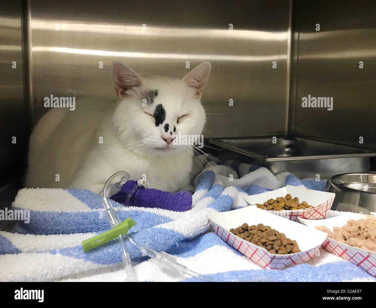 Cat genest bei Animal Hospital. Stockfoto