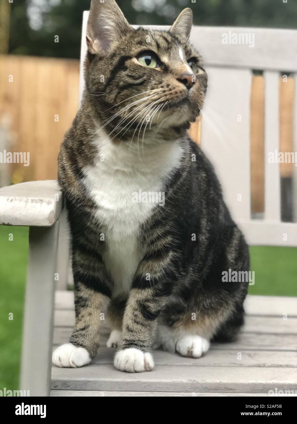 Katze auf einer Bank Stockfoto