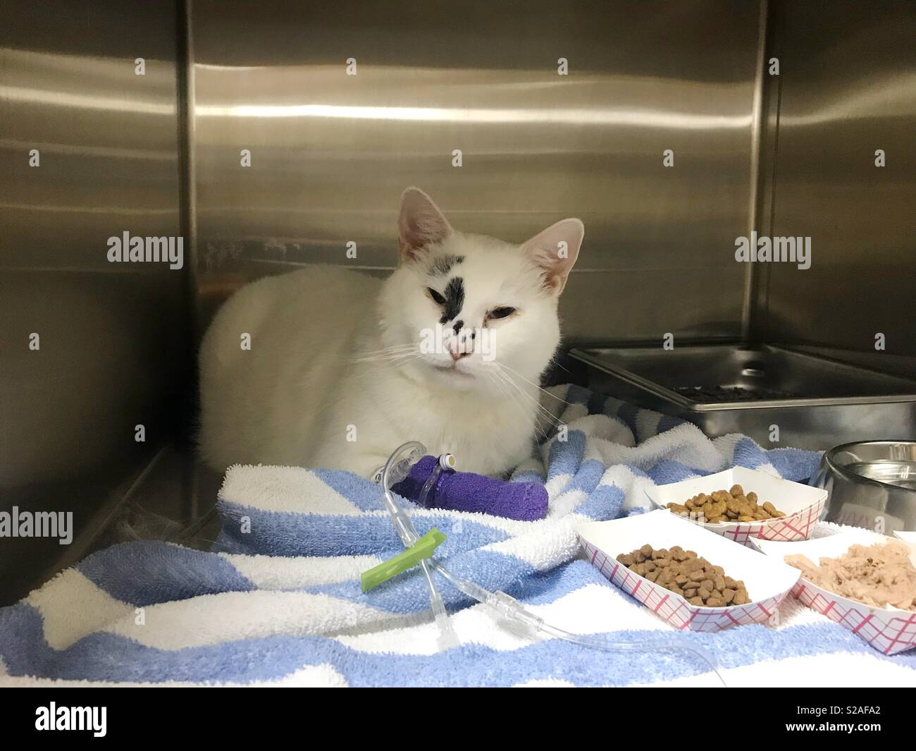 Katze ist nicht mit dem Krankenhaus Essen beeindruckt. Stockfoto