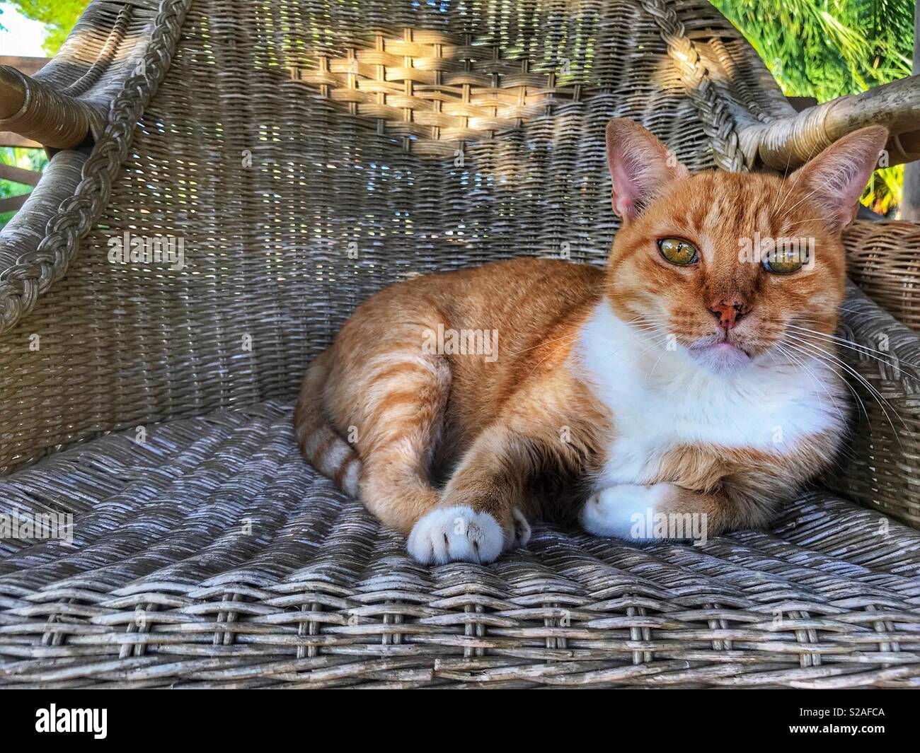 Ingwer-Katze Stockfoto