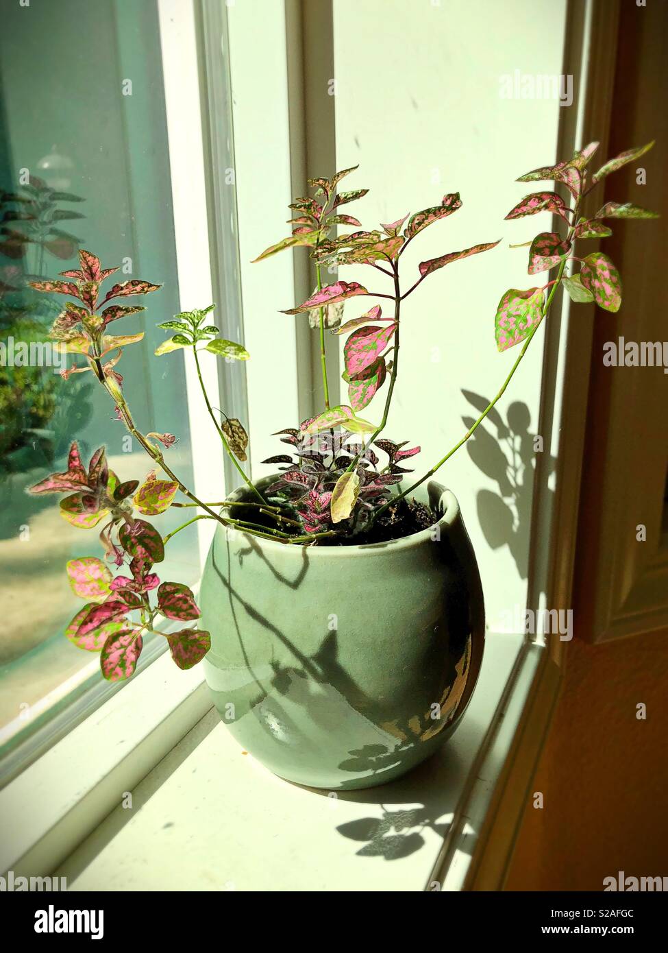 Eine Zimmerpflanze mit rosa und grünen Blättern. Stockfoto