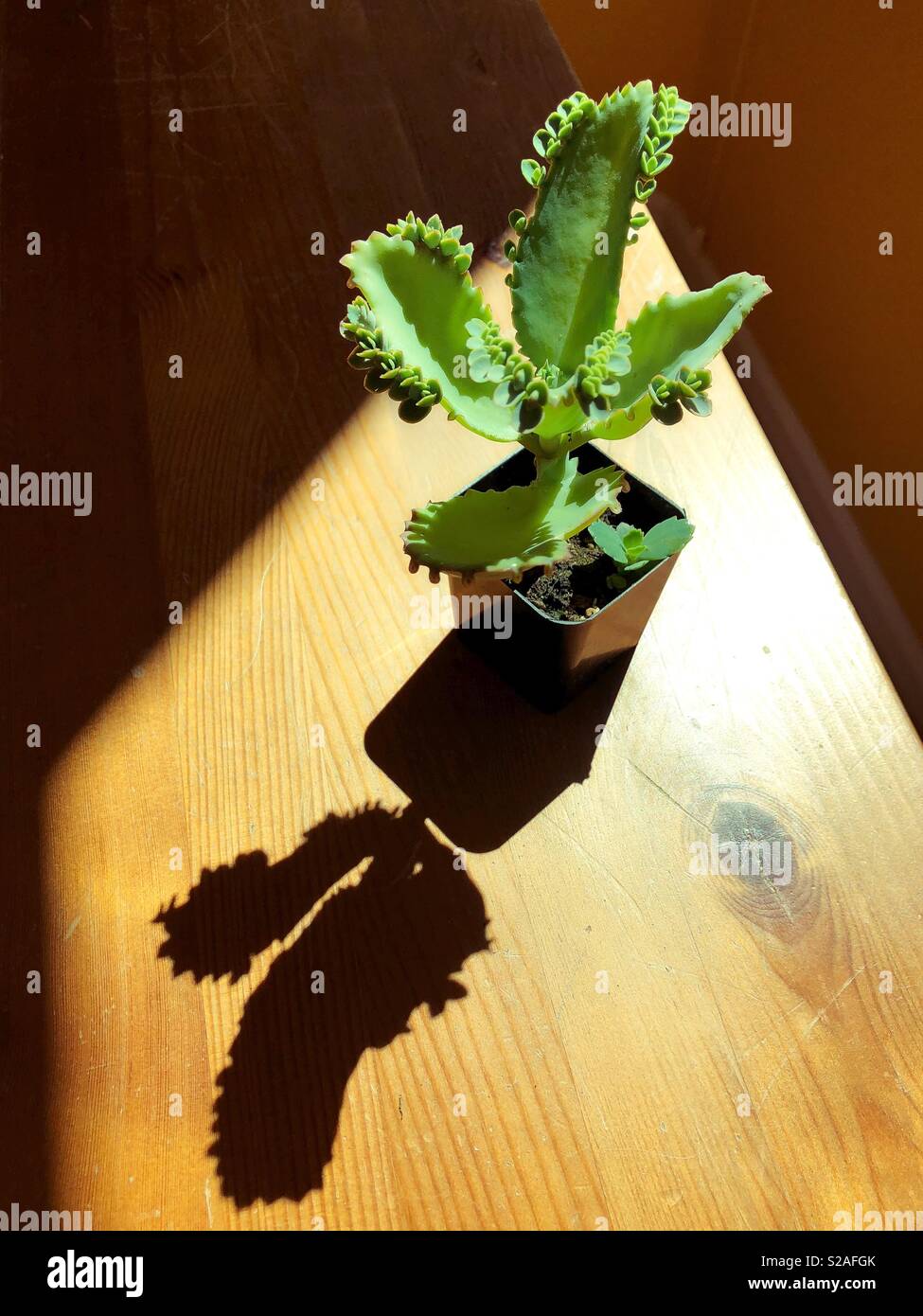 Eine Mutter von Tausenden Anlage. Stockfoto