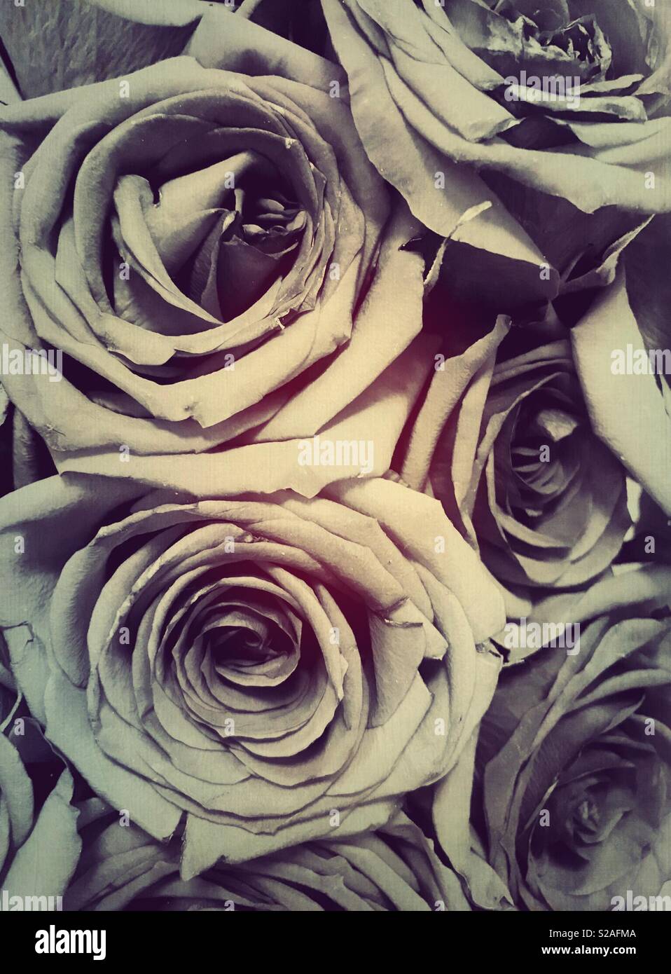 Schone Rosen Schwarz Weiss Foto Von Rosen Mit Einem Hauch Von Farbe Stockfotografie Alamy