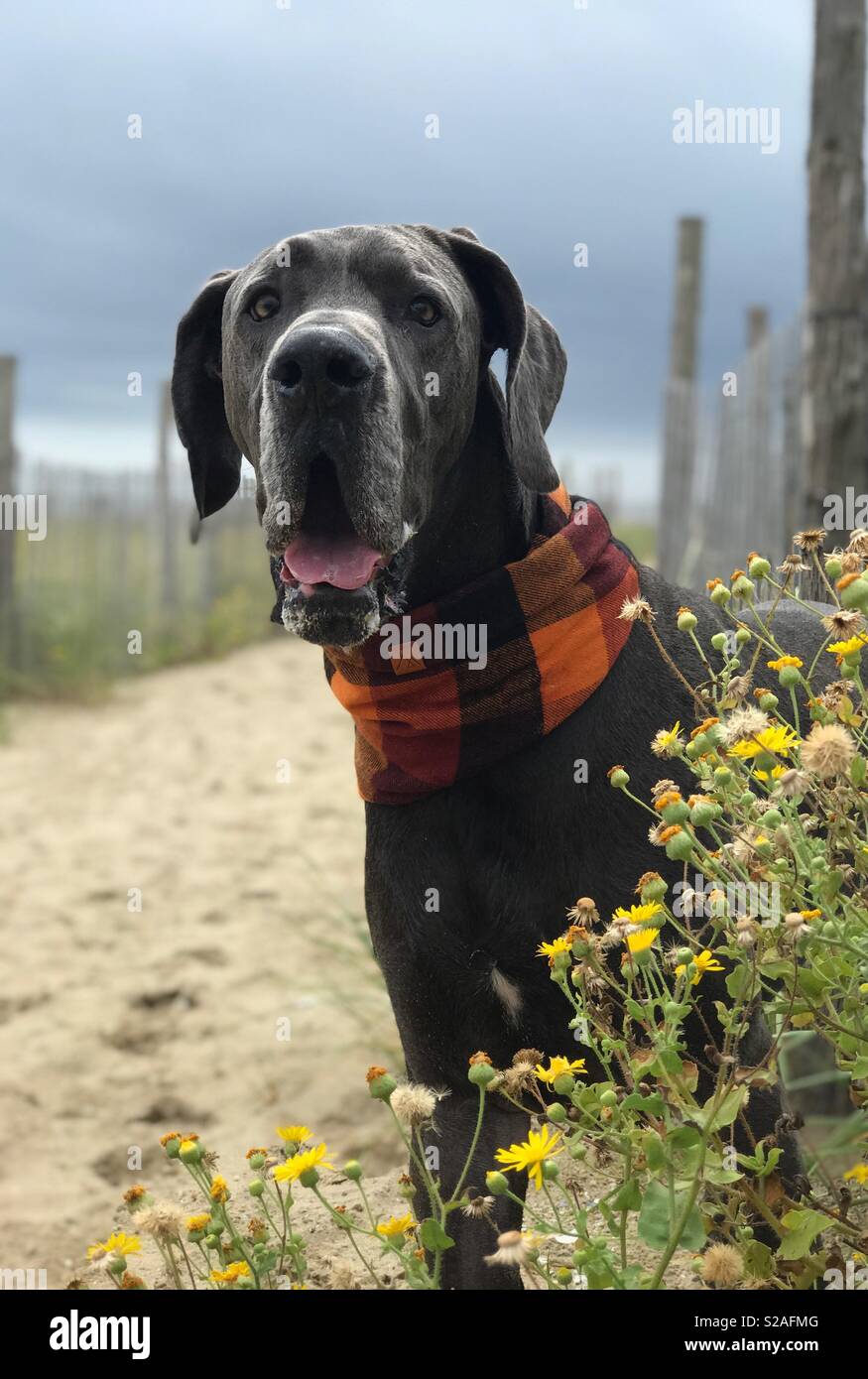 Herbst Strand Hund Stockfoto