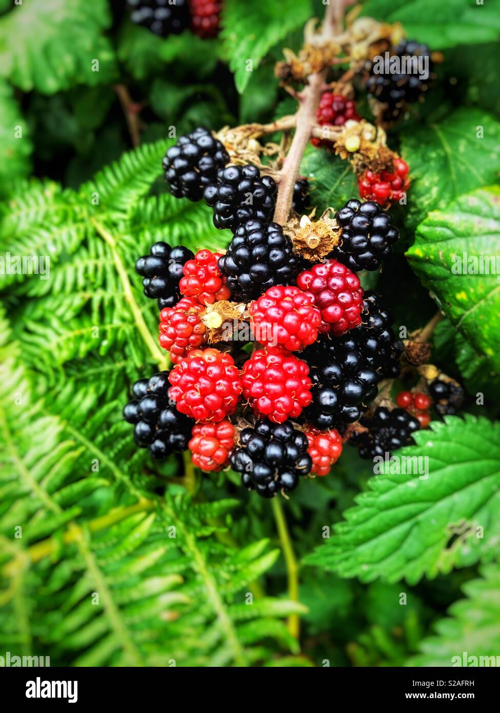 Reif Und Reife Brombeeren Wachsen Wild In South Wales Stockfoto