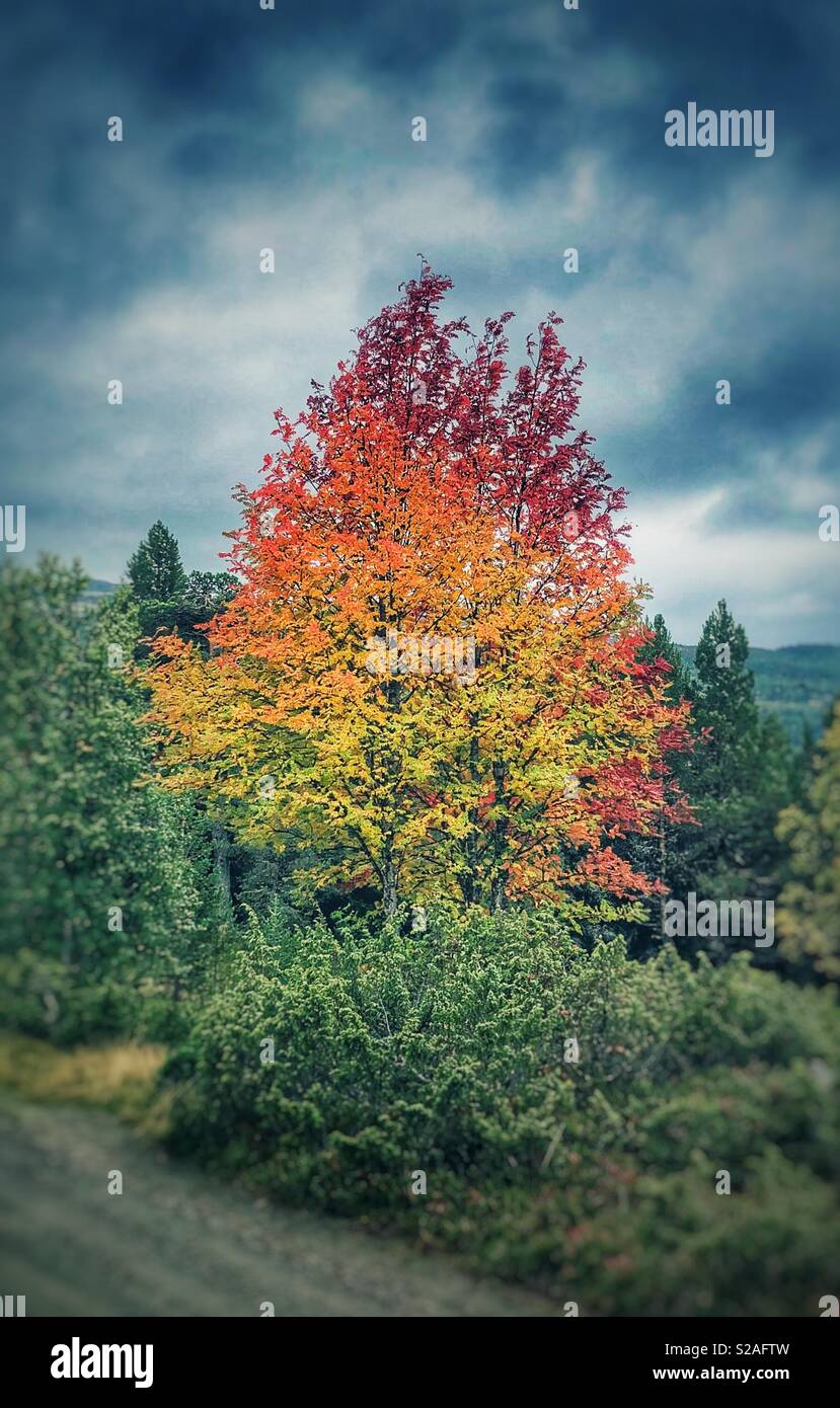Herbst Baum Stockfoto